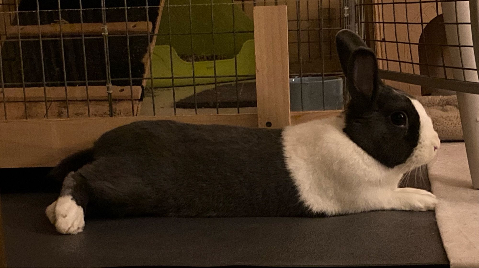 Black and white Dutch rabbit lying on the floor.