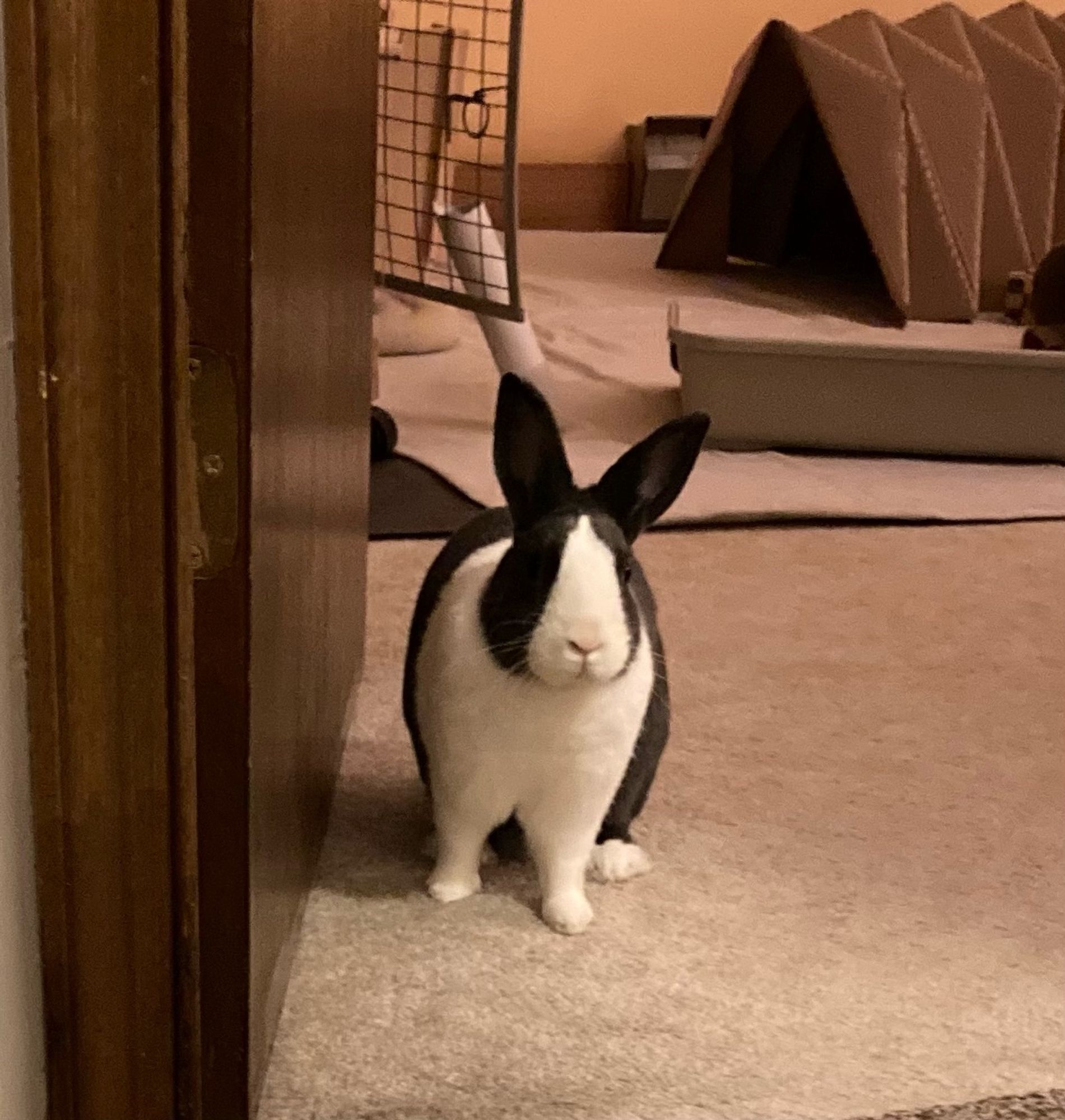 Black and white Dutch rabbit standing in doorway.