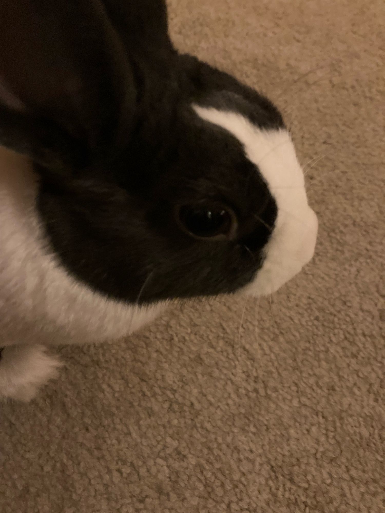 Closeup of black and white Dutch rabbit standing on tan carpet.