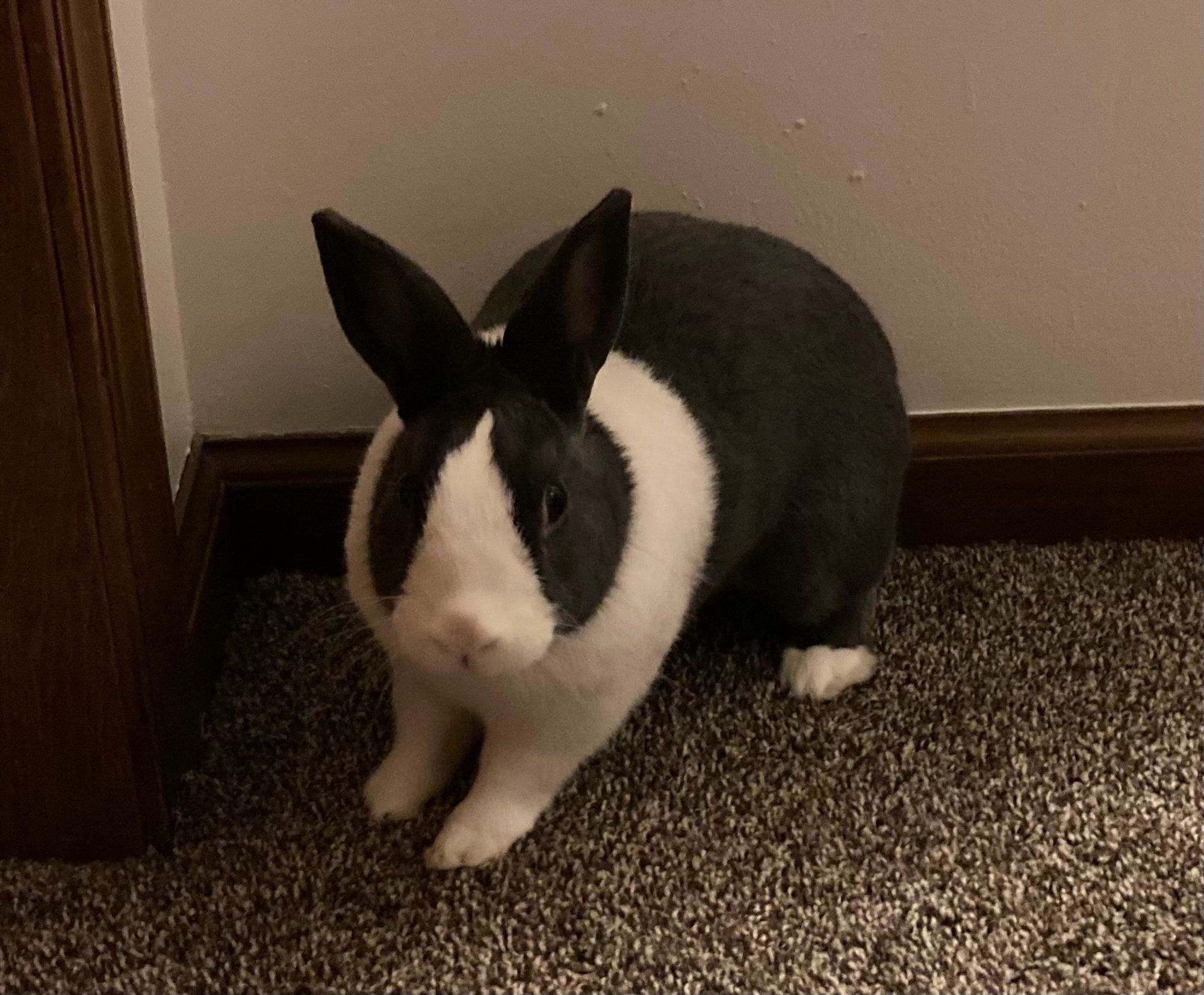 Black and white Dutch rabbit standing in hallway.