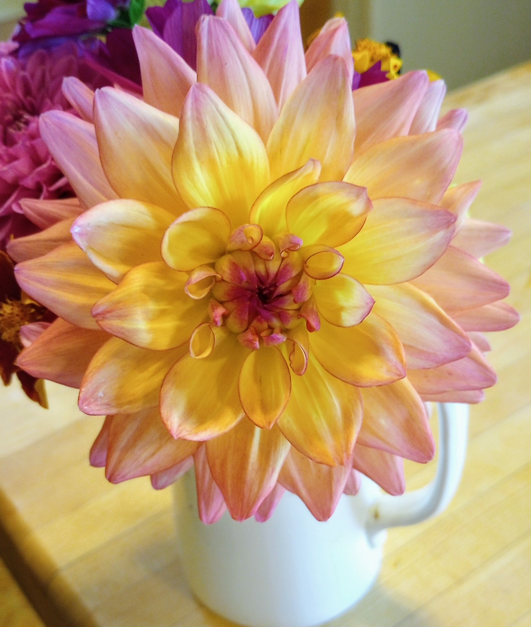 Dahlia Melody Dora in full bloom, yellow/pink/peach petals in a water lily form.