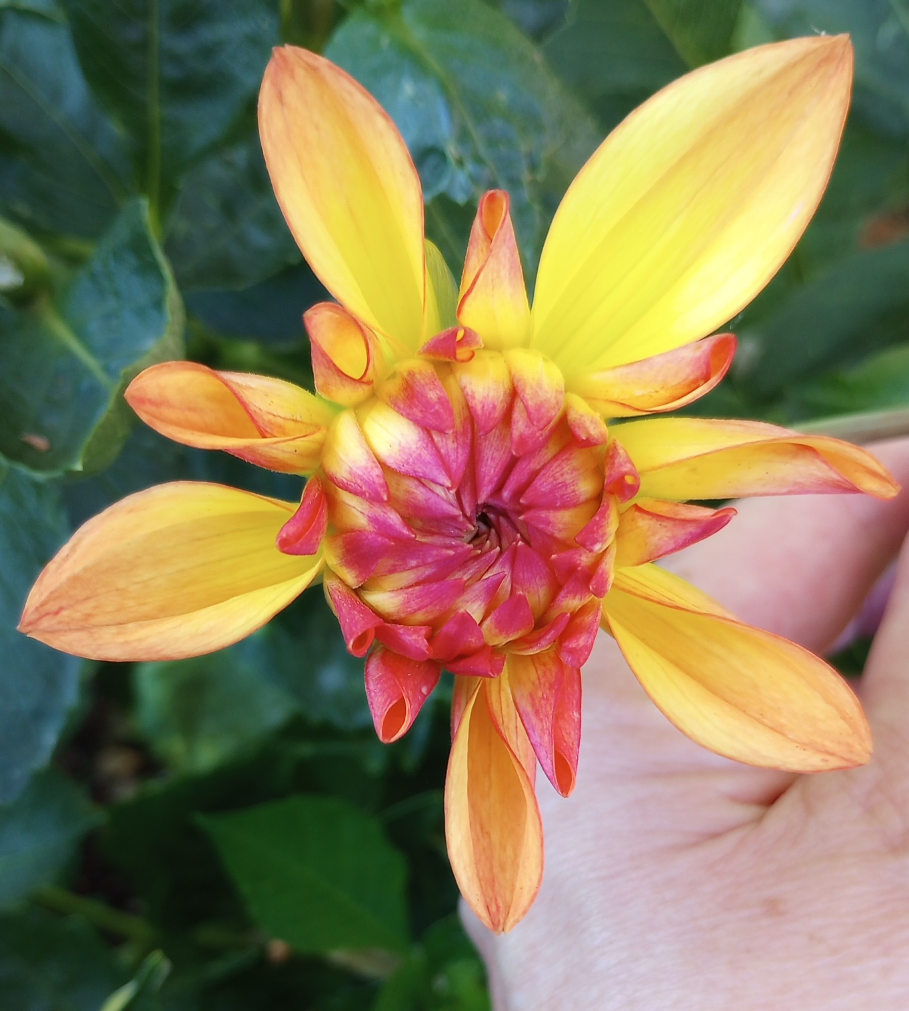 Emerging flower of Dahlia Melody Dora, with yellow petals blushed with pink.