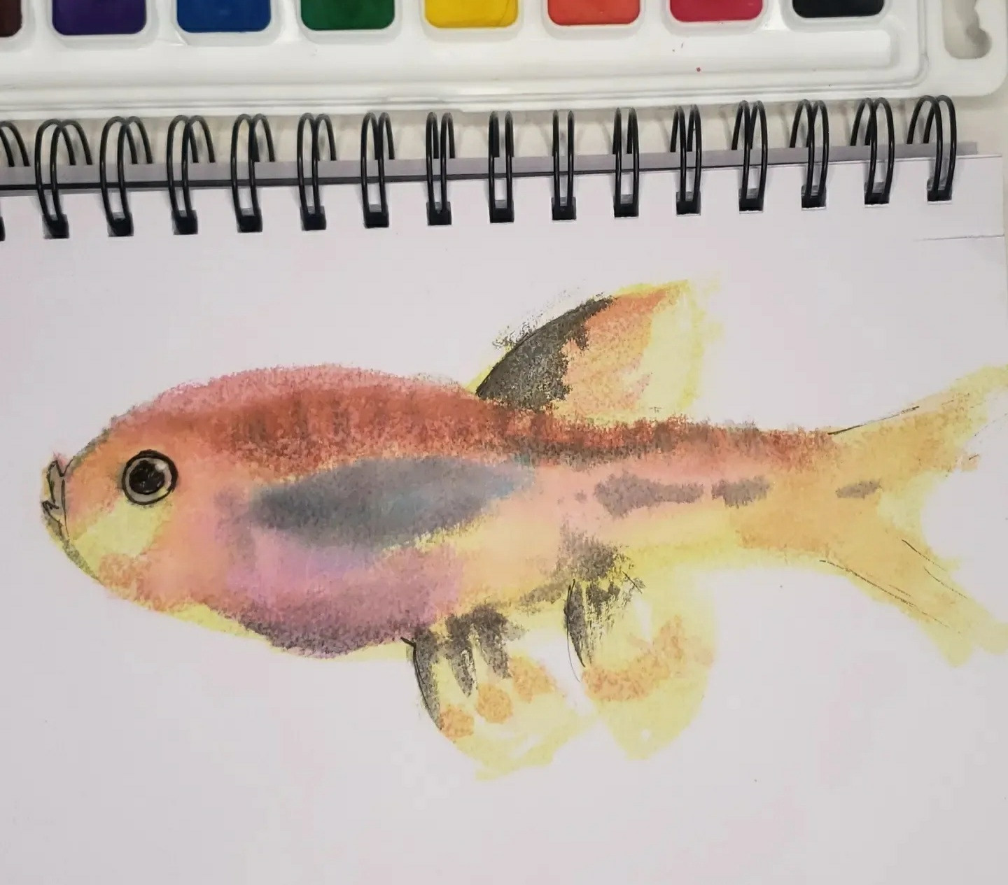 Watercolor drawing of a colorful fish. Reds and yellows with some color mixing into purple. The fish appears as it might in a fish encyclopedia. It is based loosely on a chili rasbora 