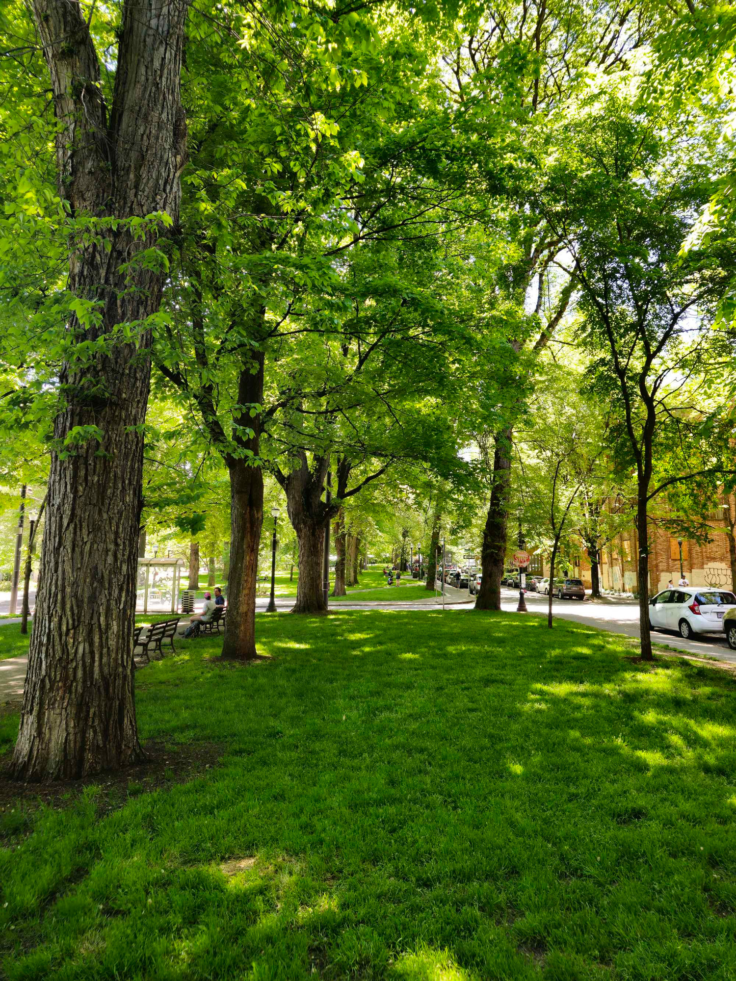 A park with two rows of trees, with light streaming between the branches 