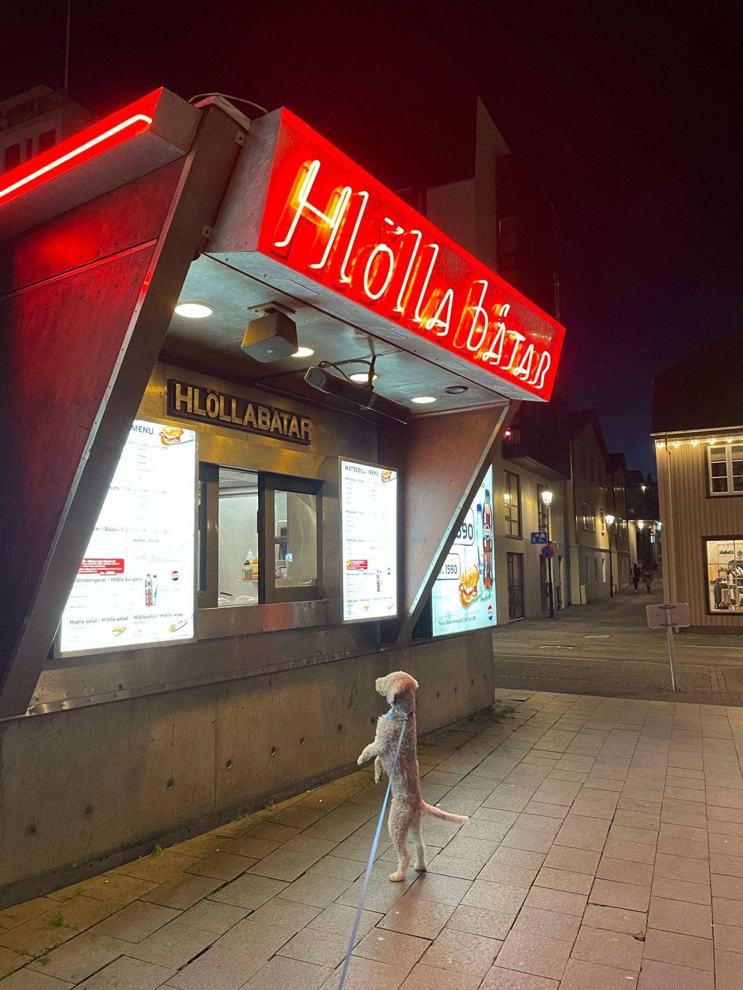 My dog Uggi standing on hind legs in front of Hlöllabátar subs, hoping to get a treat