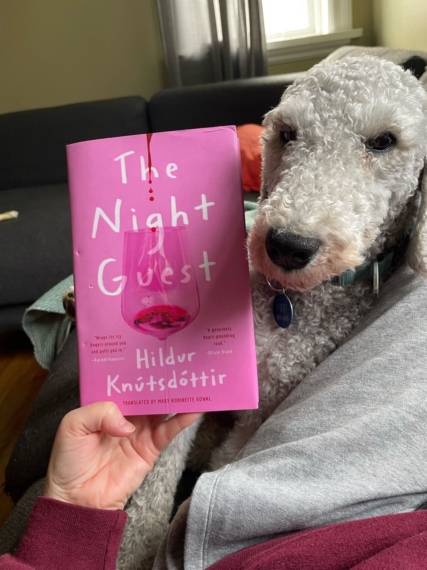 Uggi and the extra special copy of The Night Guest that he bit. The bite marks are clearly visible