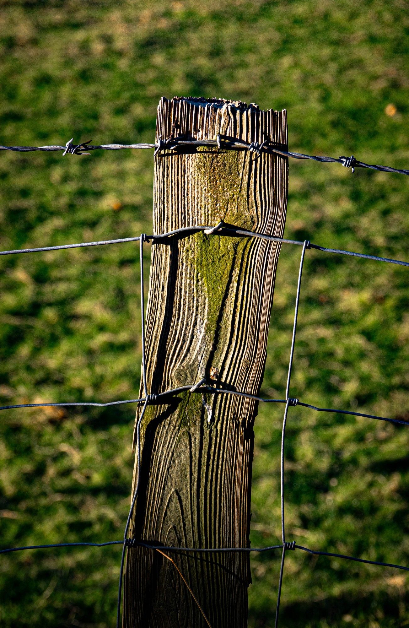 A wooden fence post in bright light, slightly vignetted, showing the grain of the wood, with square-sectioned ire fencing below a line of barbed wire.fencing