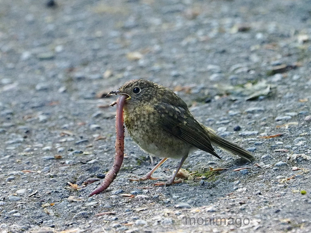 Ein junges Rotkehlchen kämpft ganz offensichtlich mit einer zu großen Mahlzeit: ein Regenwurm, fast so groß wie das Vögelchen selbst, hängt ihm „meterlang“ aus dem Schnabel.