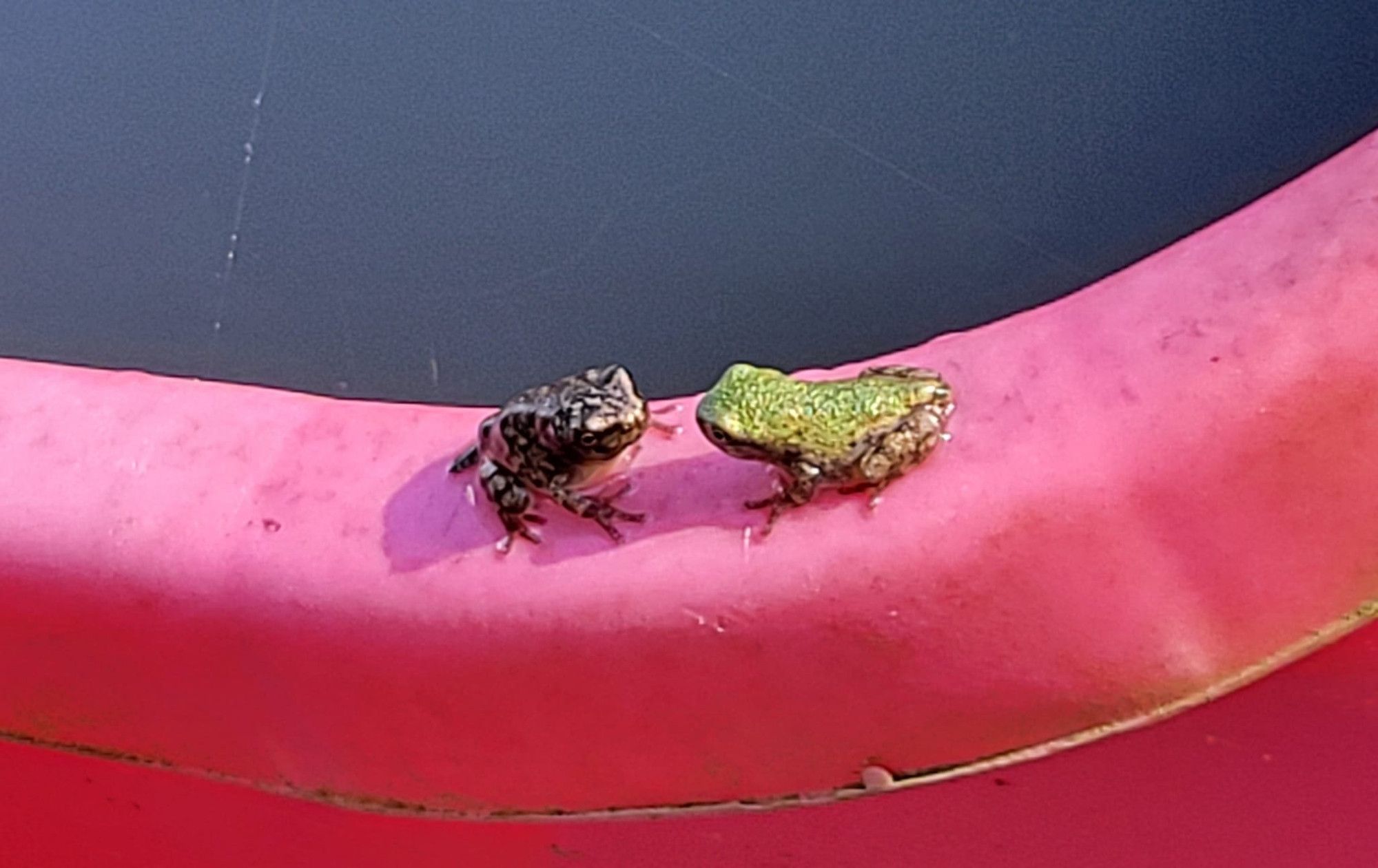 Two very small frogs, one dark and one brighter green.