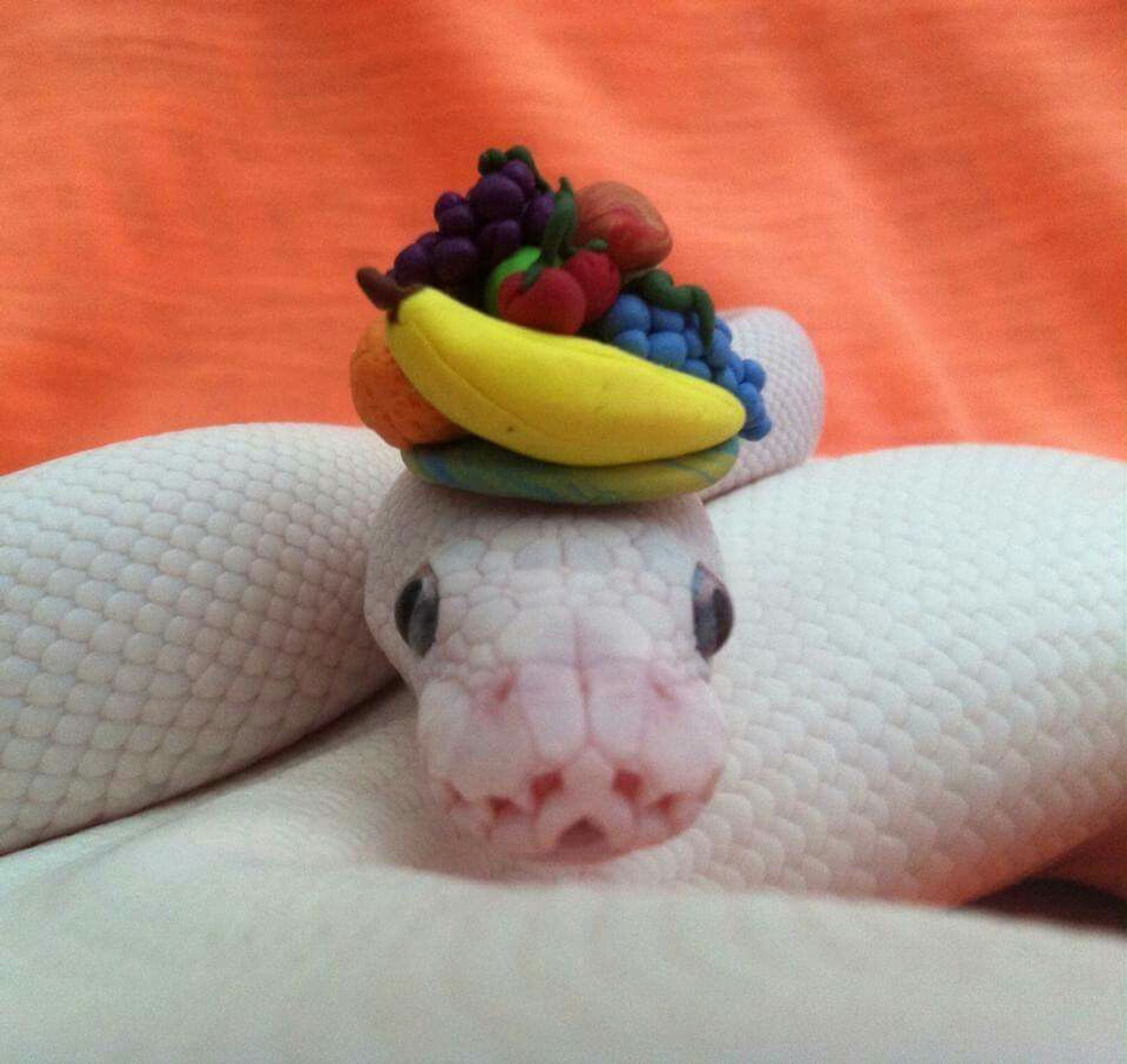 A snake wearing a dashing fruit-inspired hat

Un serpent portant un chapeau fringant inspiré des fruits