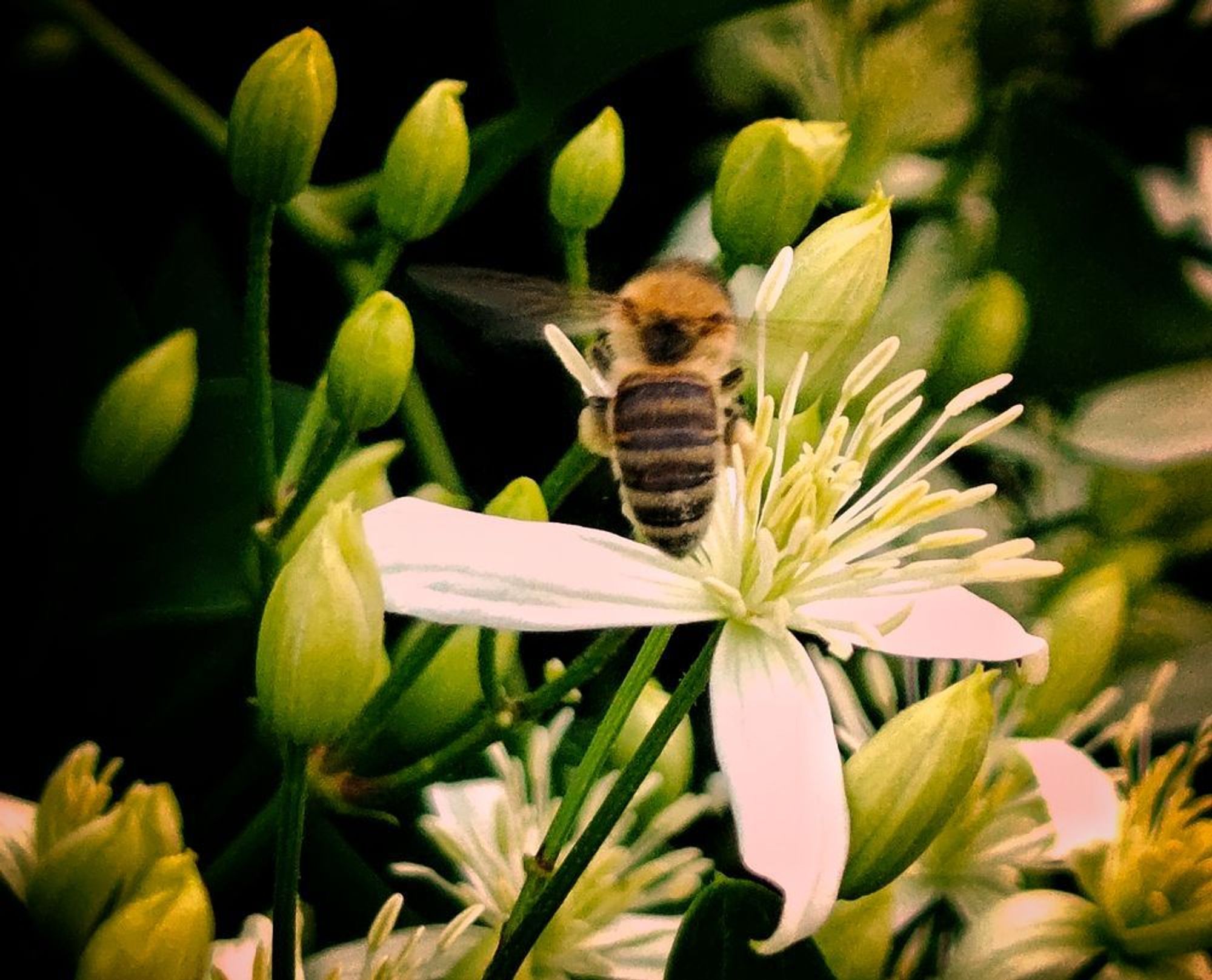 a bee hovering over a white flower. thick leaf cover makes up the background