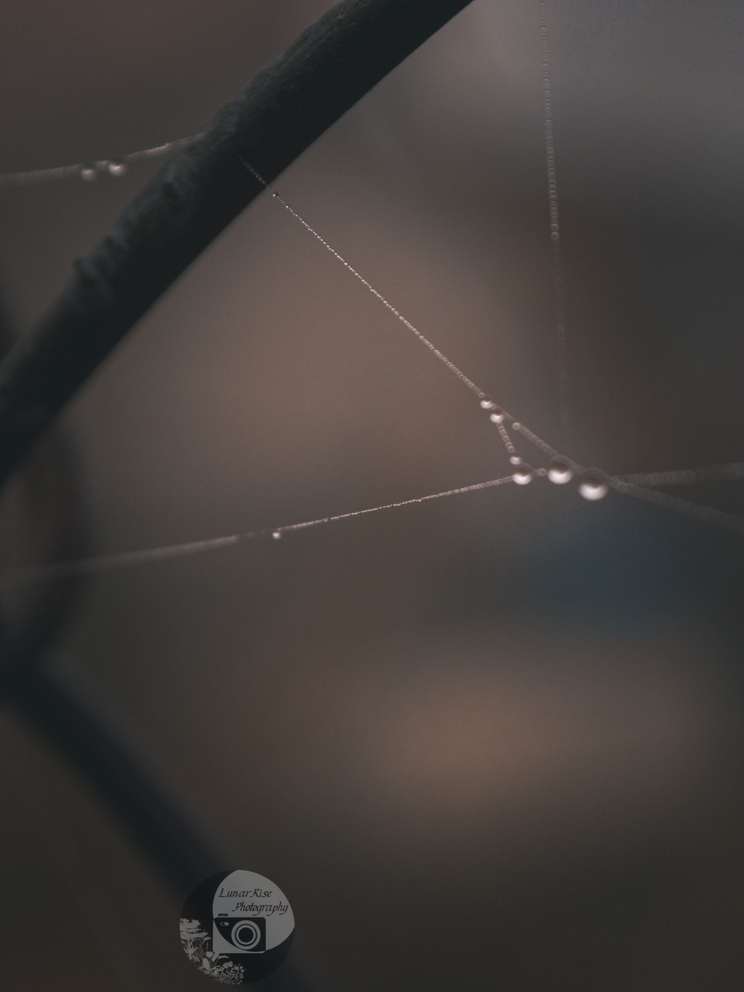 strands of spidersilk on chainlink fencing