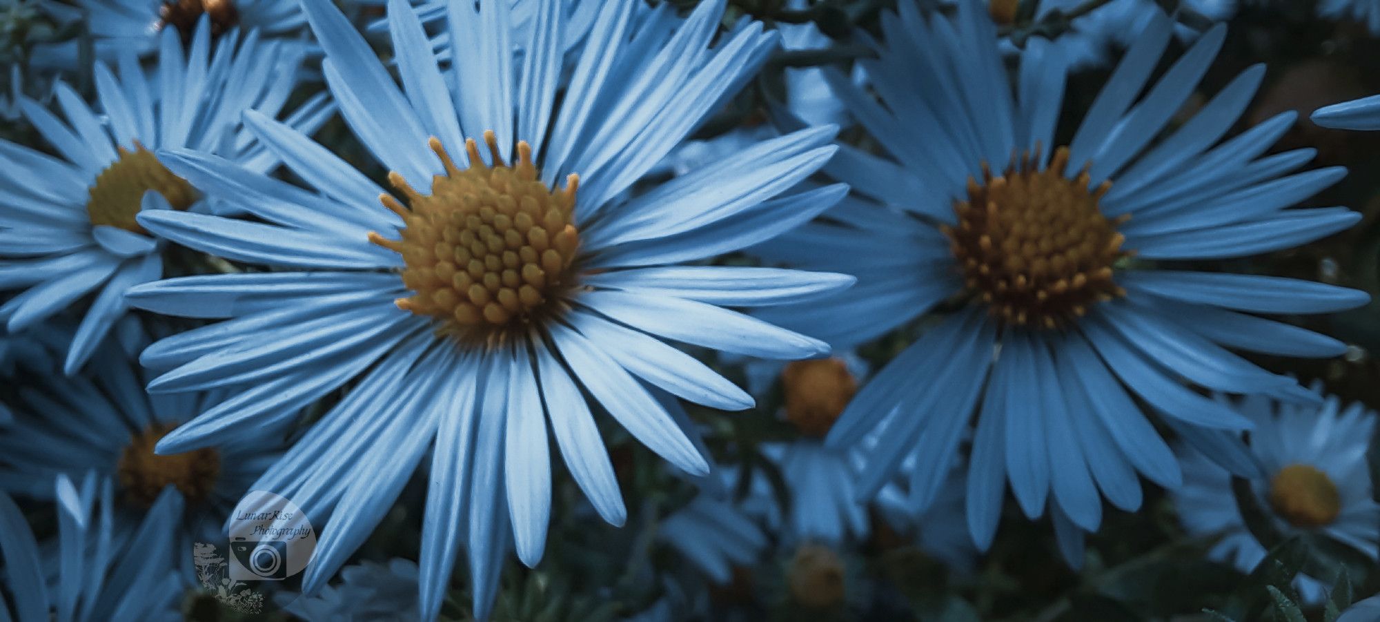 a trio of white coneflowers among a bush of coneflowers