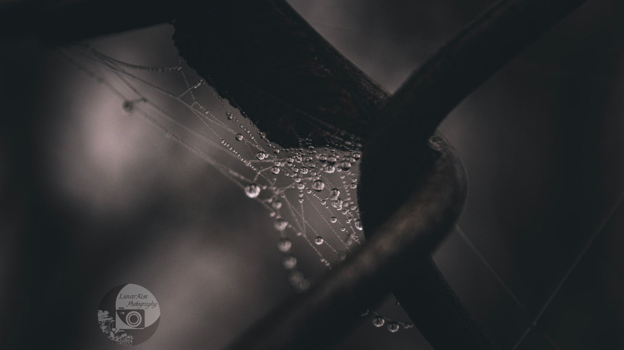 Delicate threads of spider silk, covered in tiny dewdrops, attached to the steel of a chain link fence.