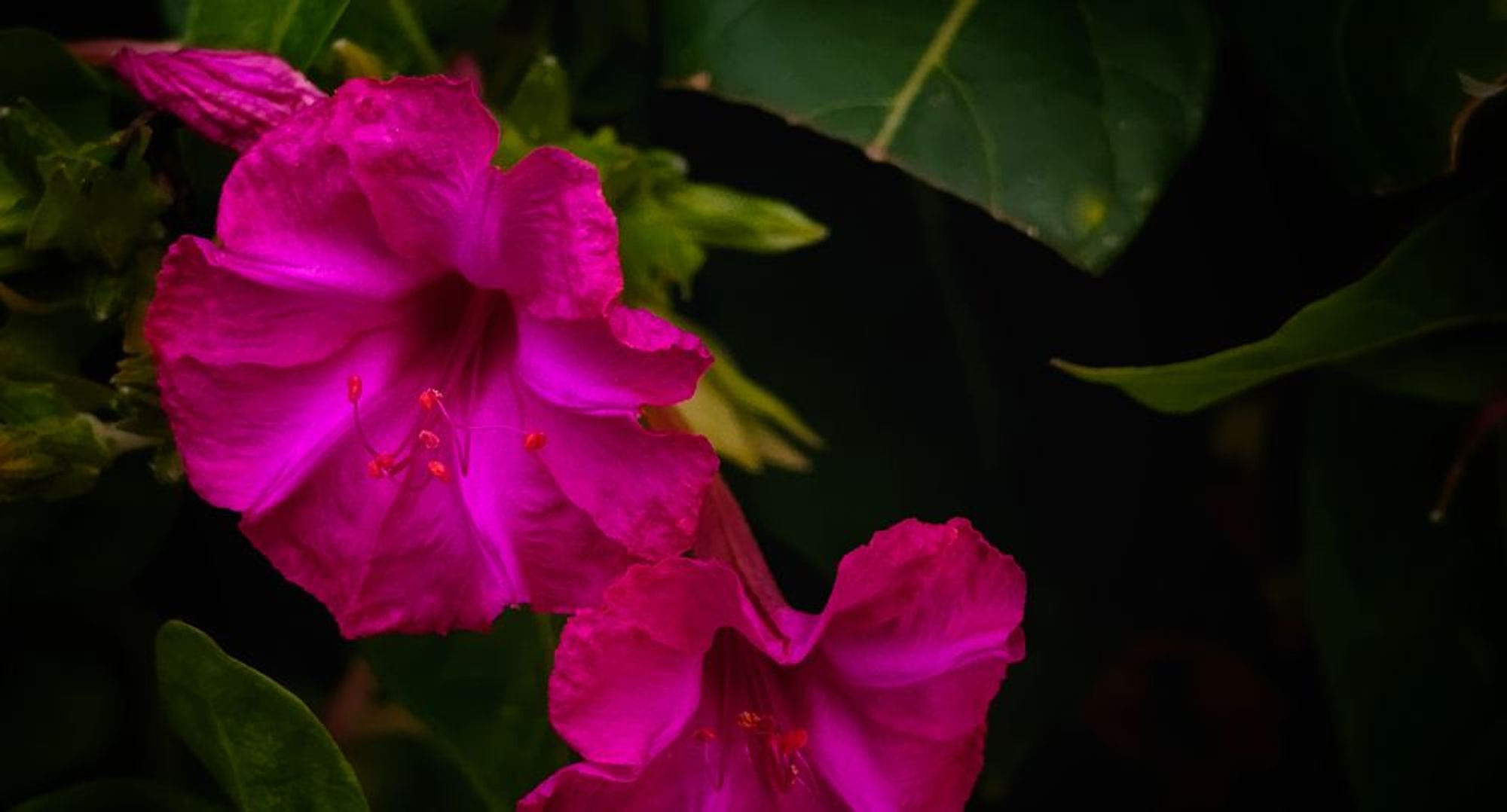 two vibrantly pink flowers among deep green leaves