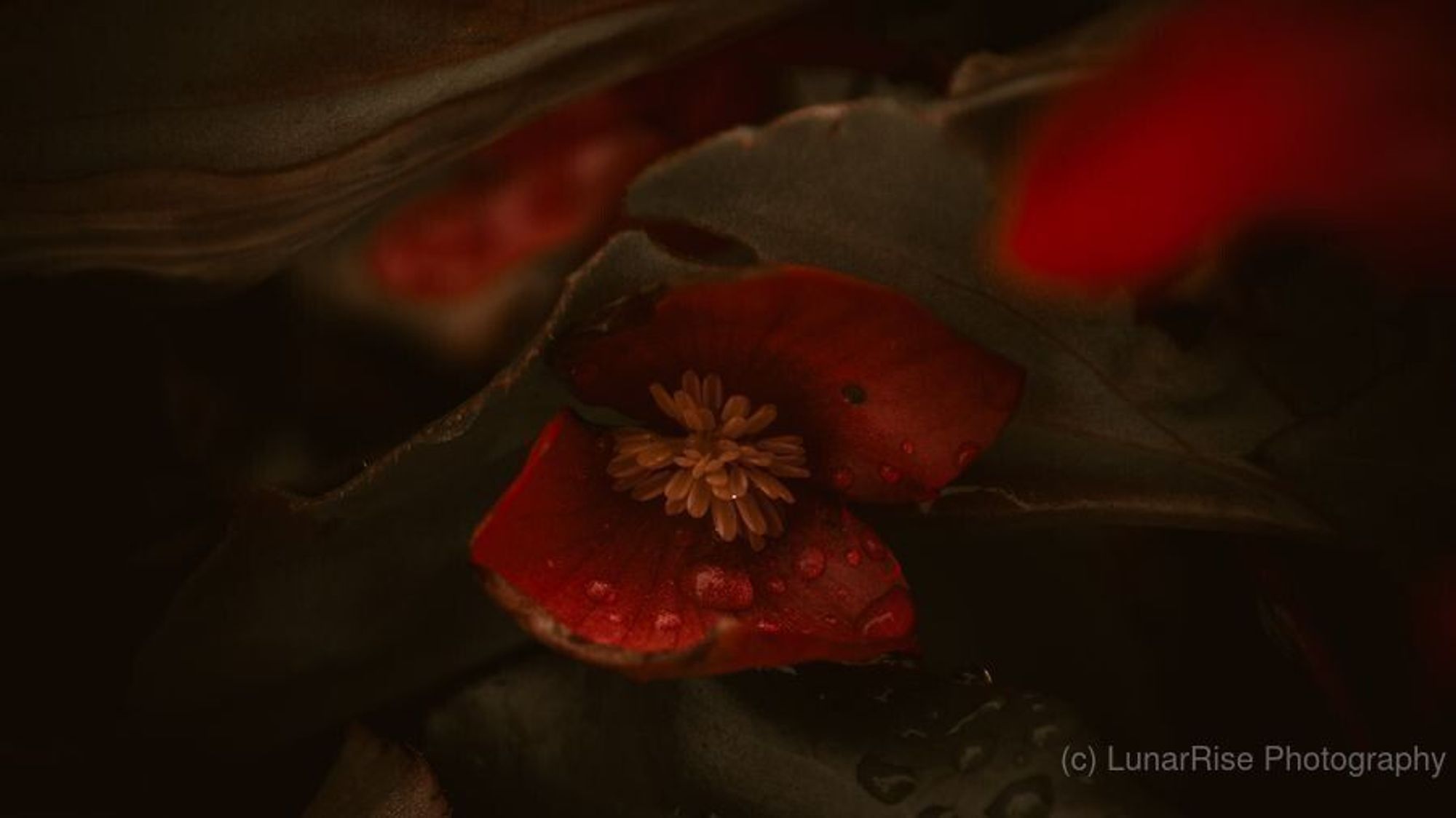 a deep red flower with yellow stamens