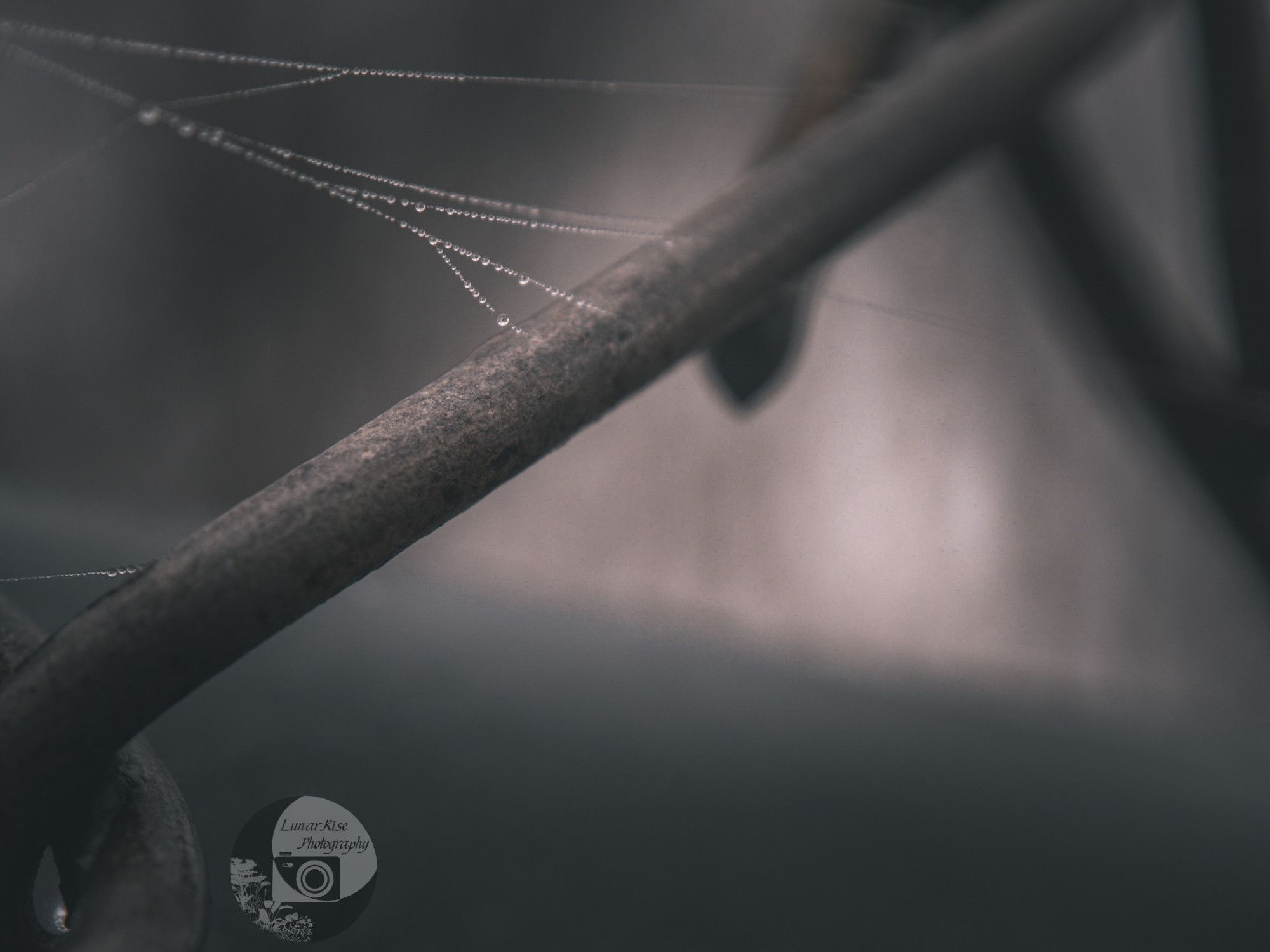 Delicate threads of spider silk, covered in tiny dewdrops, attached to the steel of a chain link fence.