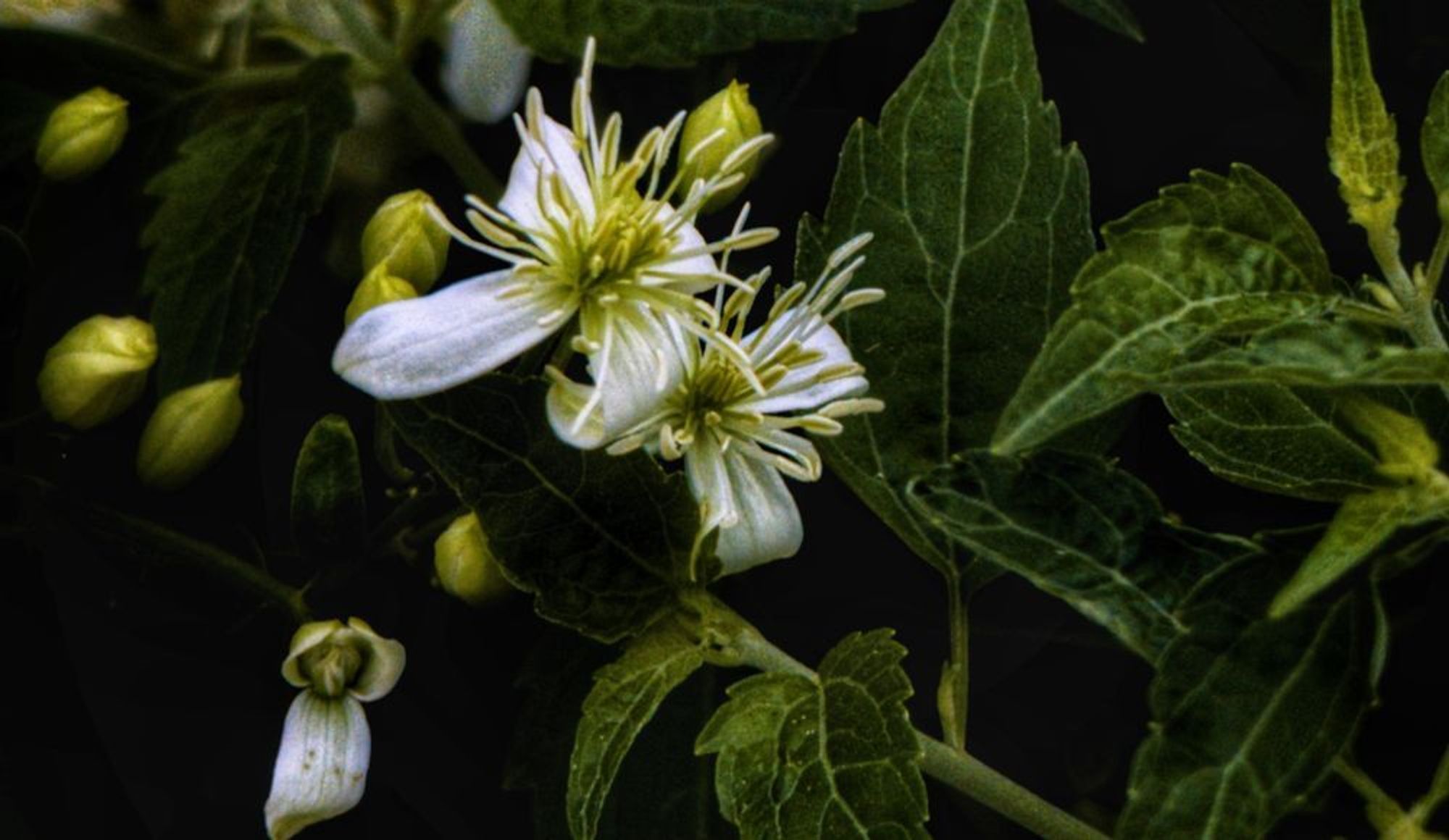 two white flowers with long stamens among a bed of leaves