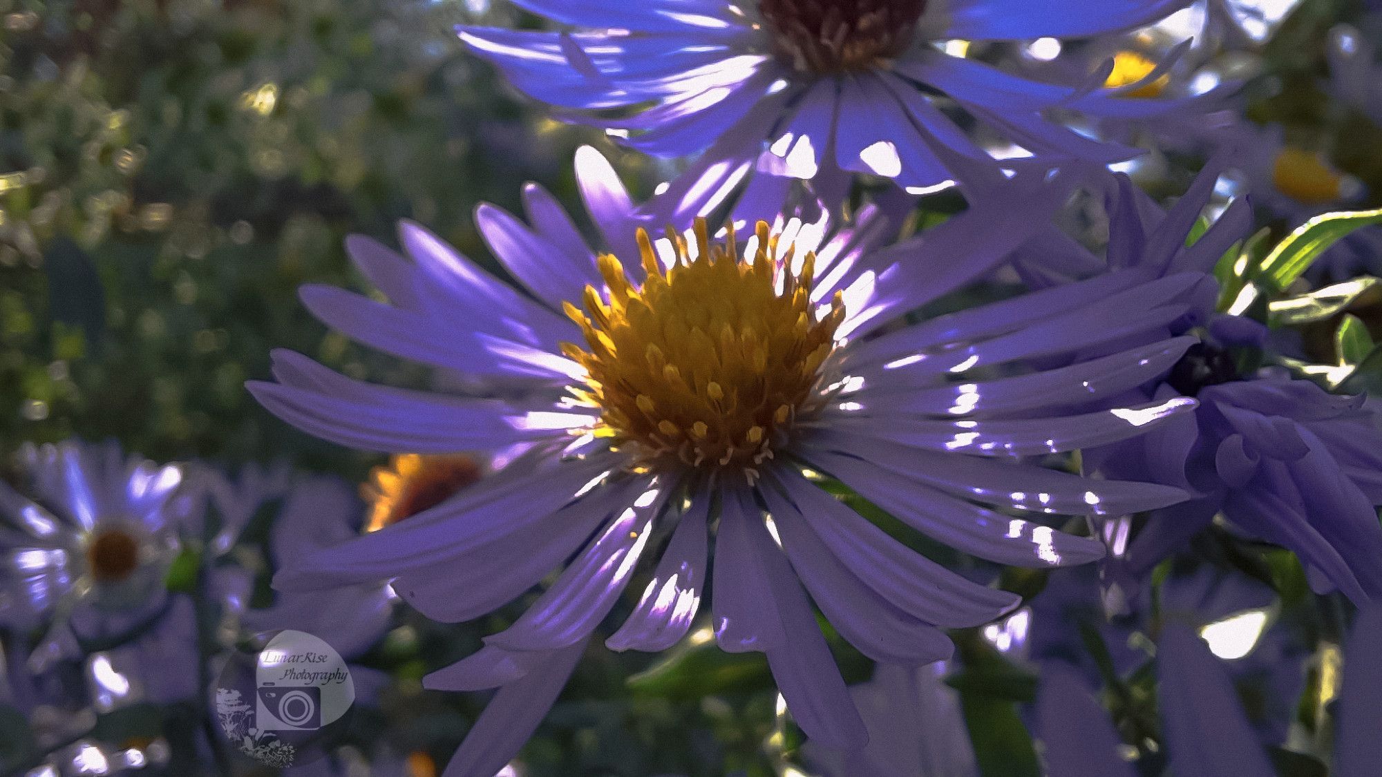 a purple coneflower dappled with sunlight, with more flowers out of focus behind it