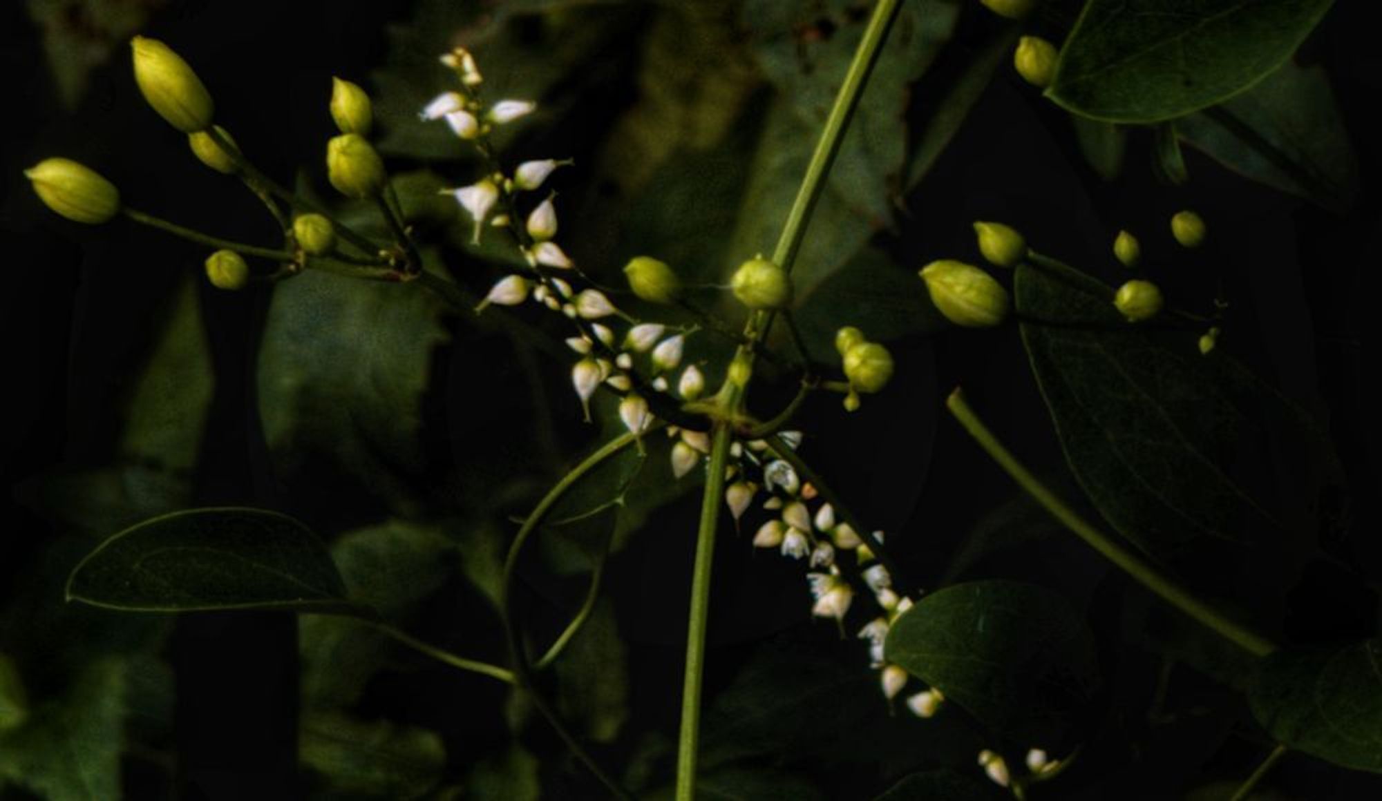 tiny white flowers or flower buds growing on a tall stalk next to a bush