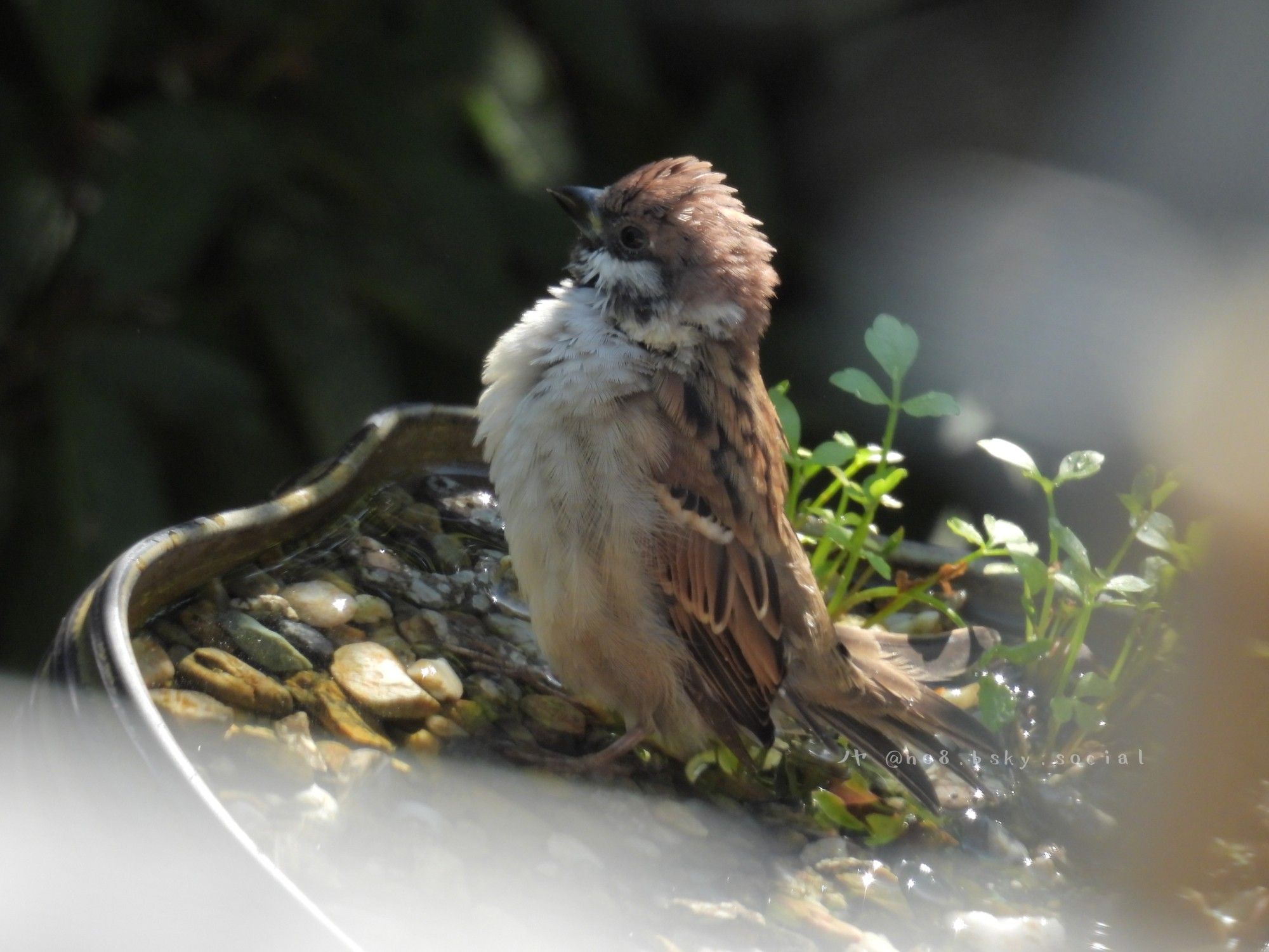 スズメの若鳥、バードバスの上に立つ