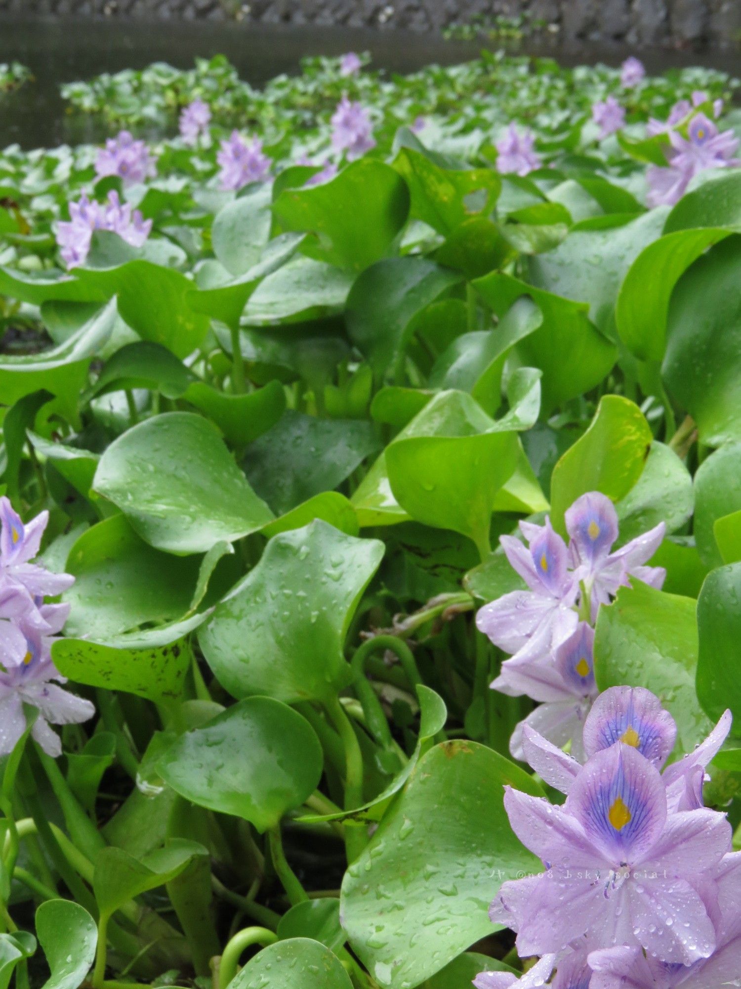 ホテイアオイの花。
綺麗なんだけれど、水辺の花が密集していると、どうにも背中がぞわぞわします……。ホラー読みすぎたのだろうか