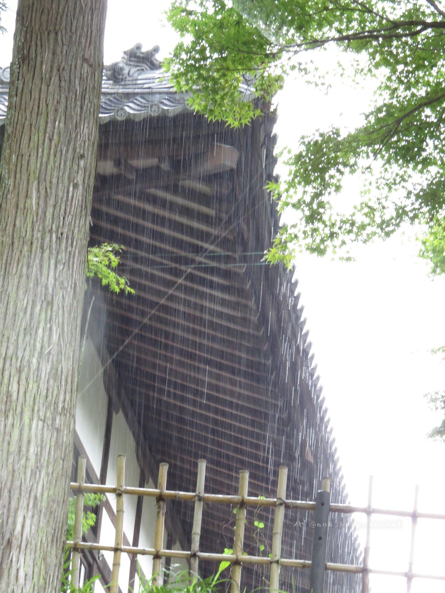 なかなか本降りだった山寺
池の周りは私の貸し切りでした（客観的に不審者）