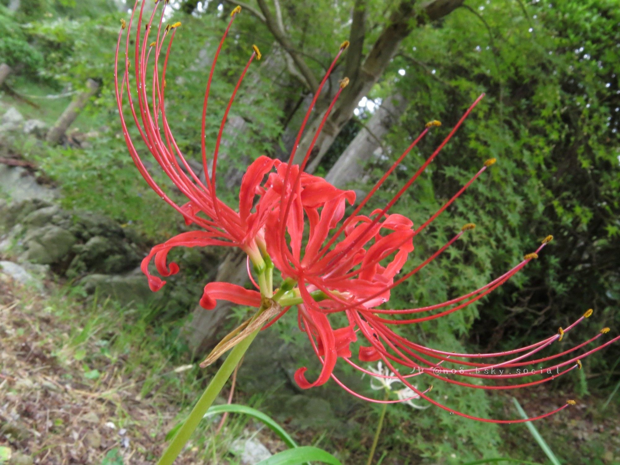 赤い彼岸花。うちの庭のは、今年は残念ながら咲かなかった。
この花、美しく写真に撮るのは難しいのに気づいた