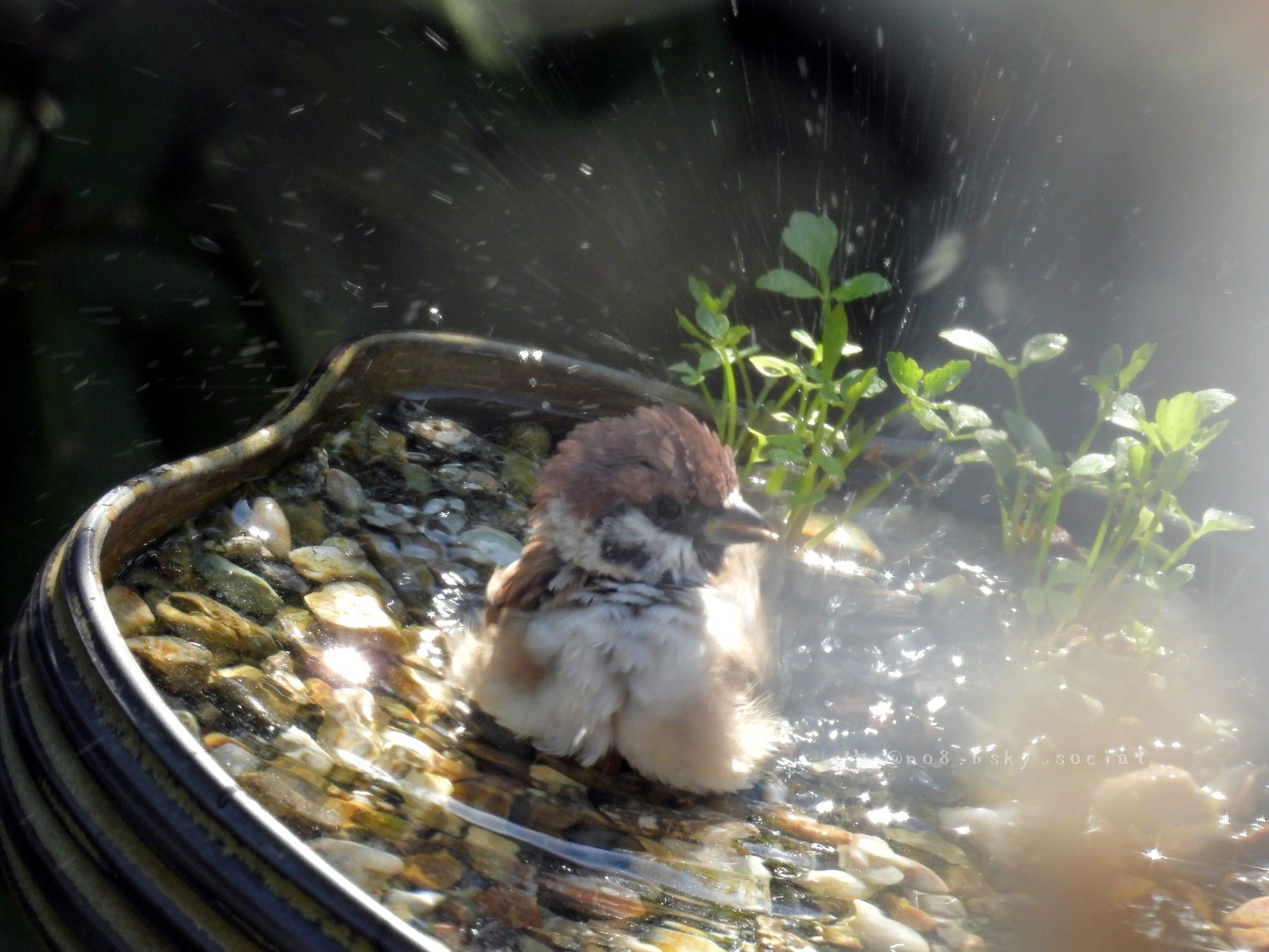 スズメの若鳥、バードバスの上で元気に水を飛ばし中