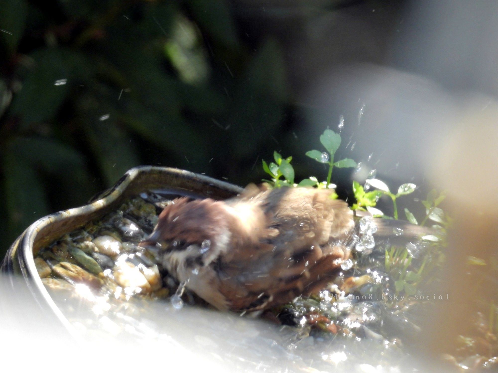 スズメの若鳥、バードバスの中、腹ばいで水浴び中
画像ぶれぶれすみません