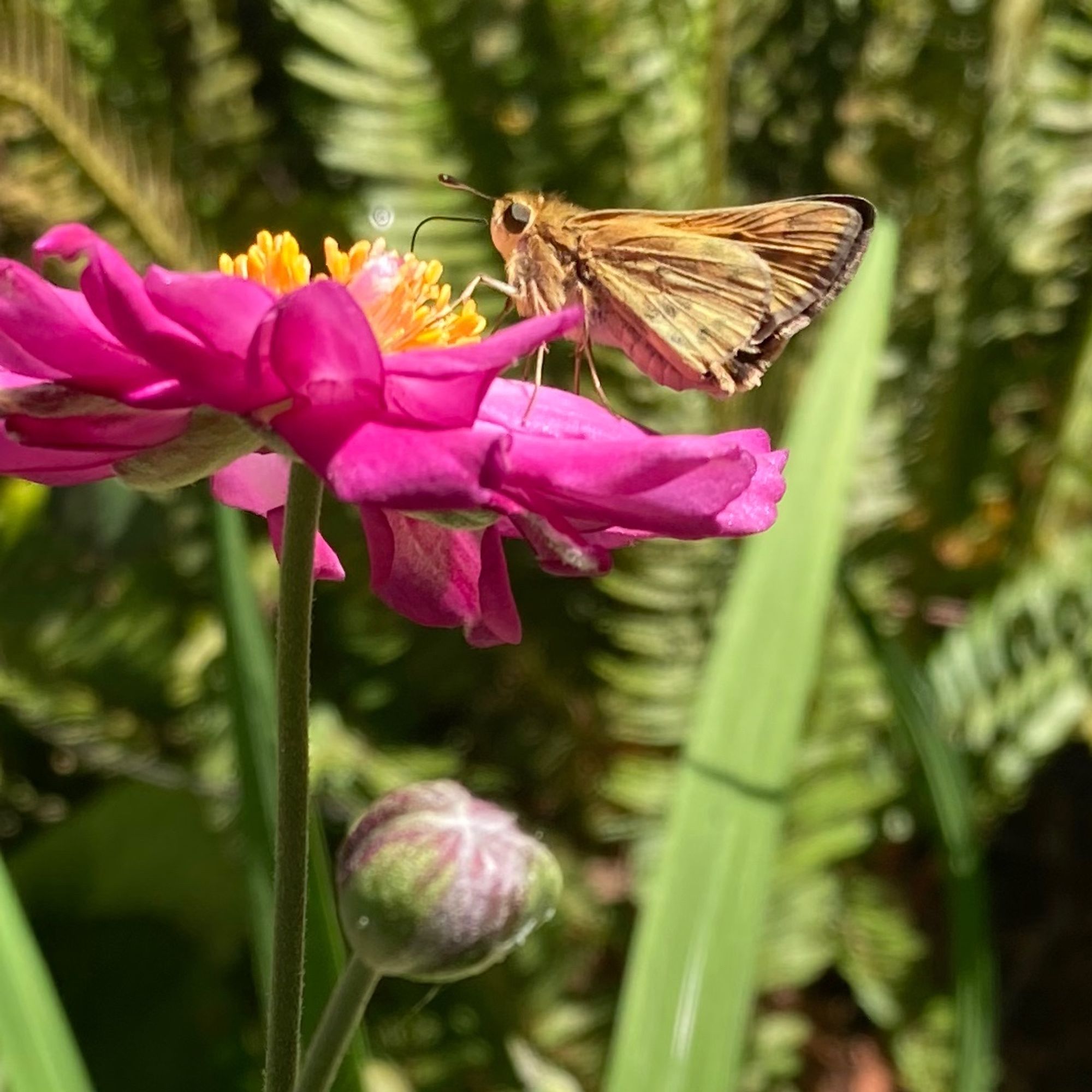 Side view of a magenta flower with a copper butterfly feeding from it.