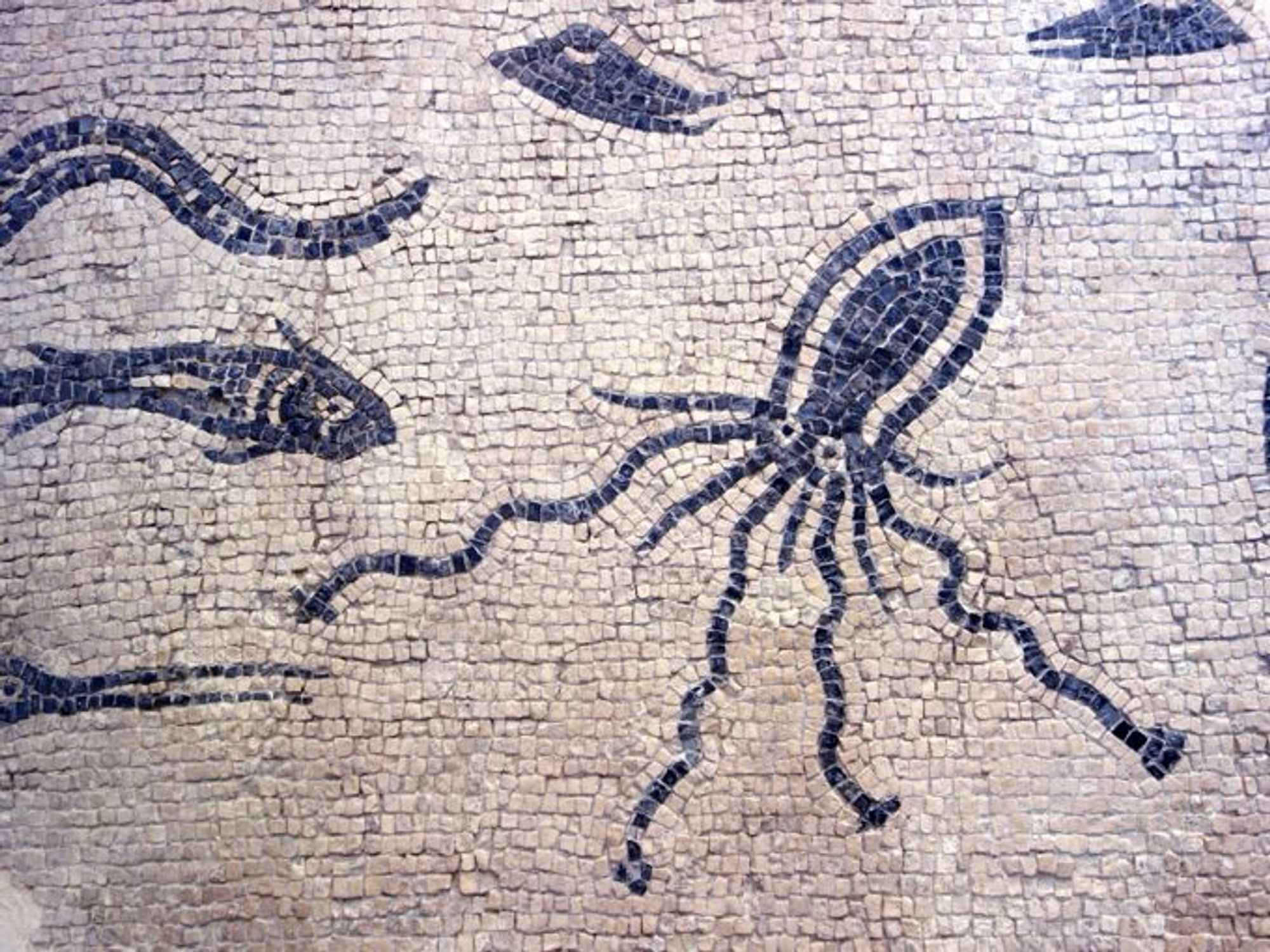 This mosaic fragment is made up of a white background and blue hues have been used to depict fish, an octopus, and other marine life. It is striking in the simplicity of colours. From the Roman house in Ariminum (Rimini). Mosaic on display at the Museo della Città di Rimini.