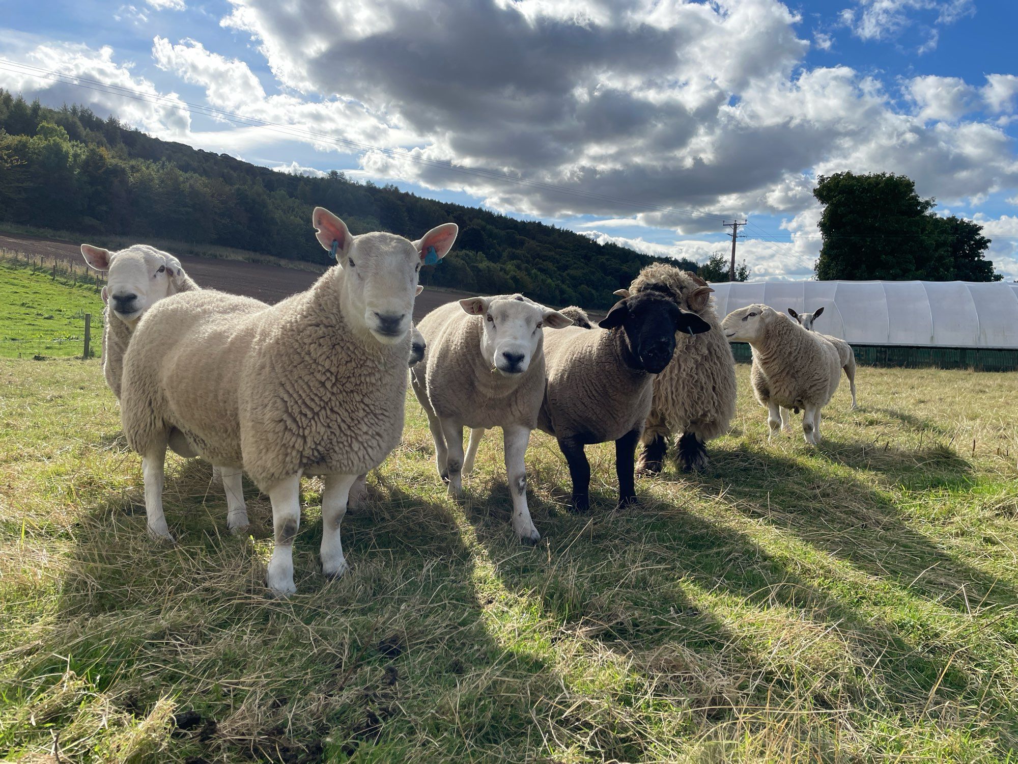 A line of tups stare at the camera like the bunch of likely lads they are.