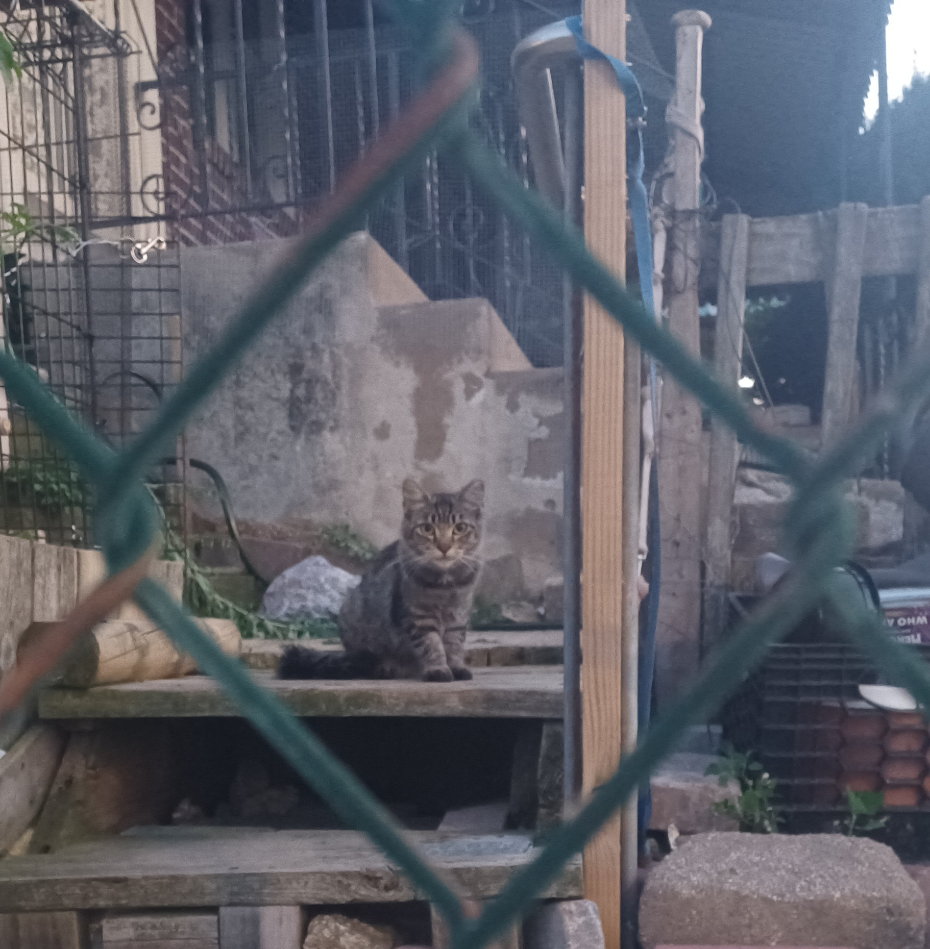A kitten framed by the diamond of a wire fence