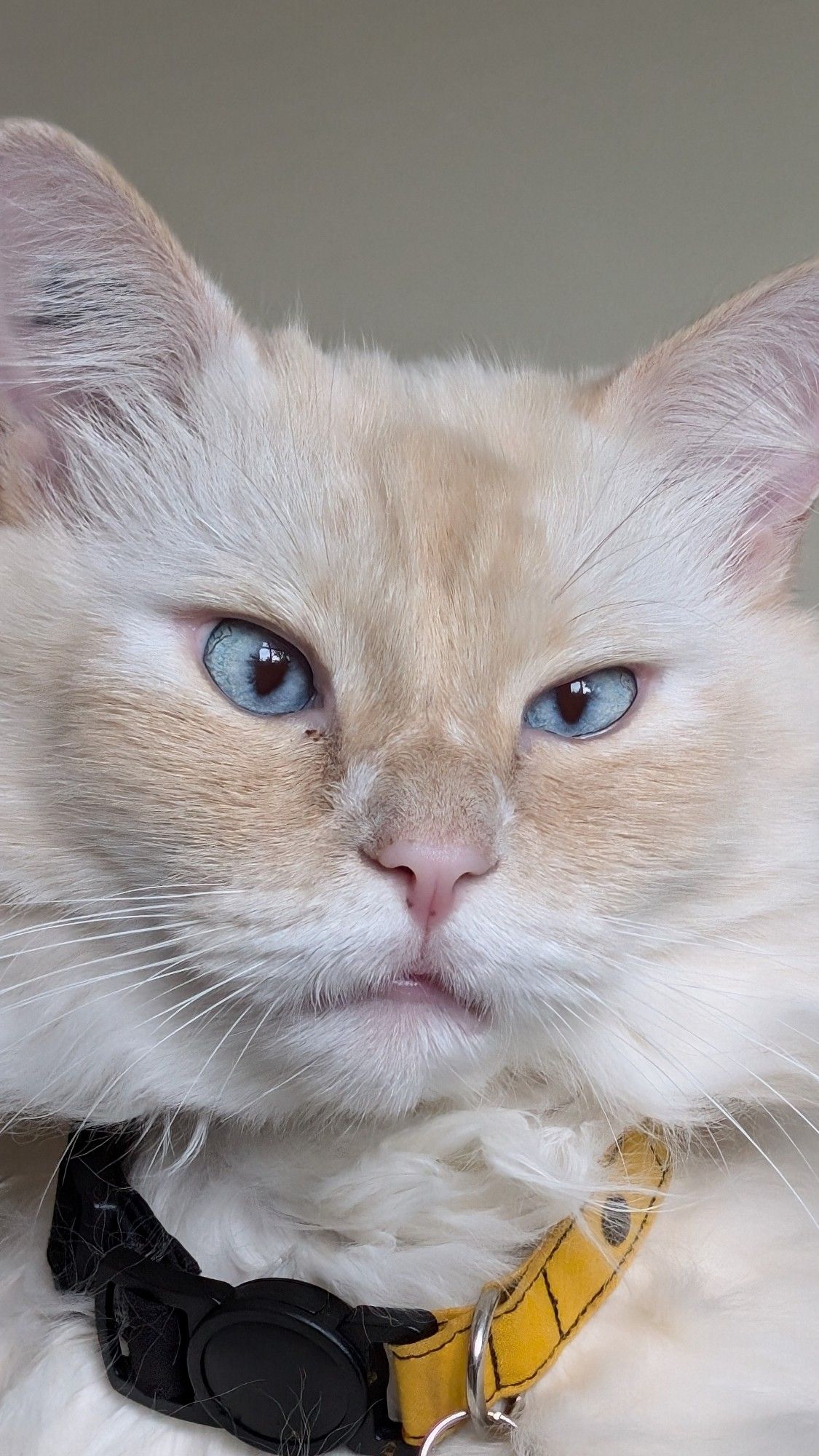 A closeup on Miles' face. He's a creamy white cat with dusky highlights on his forehead and under his bright blue eyes. His ears, nose and mouth are pink. He has a yellow and black collar.