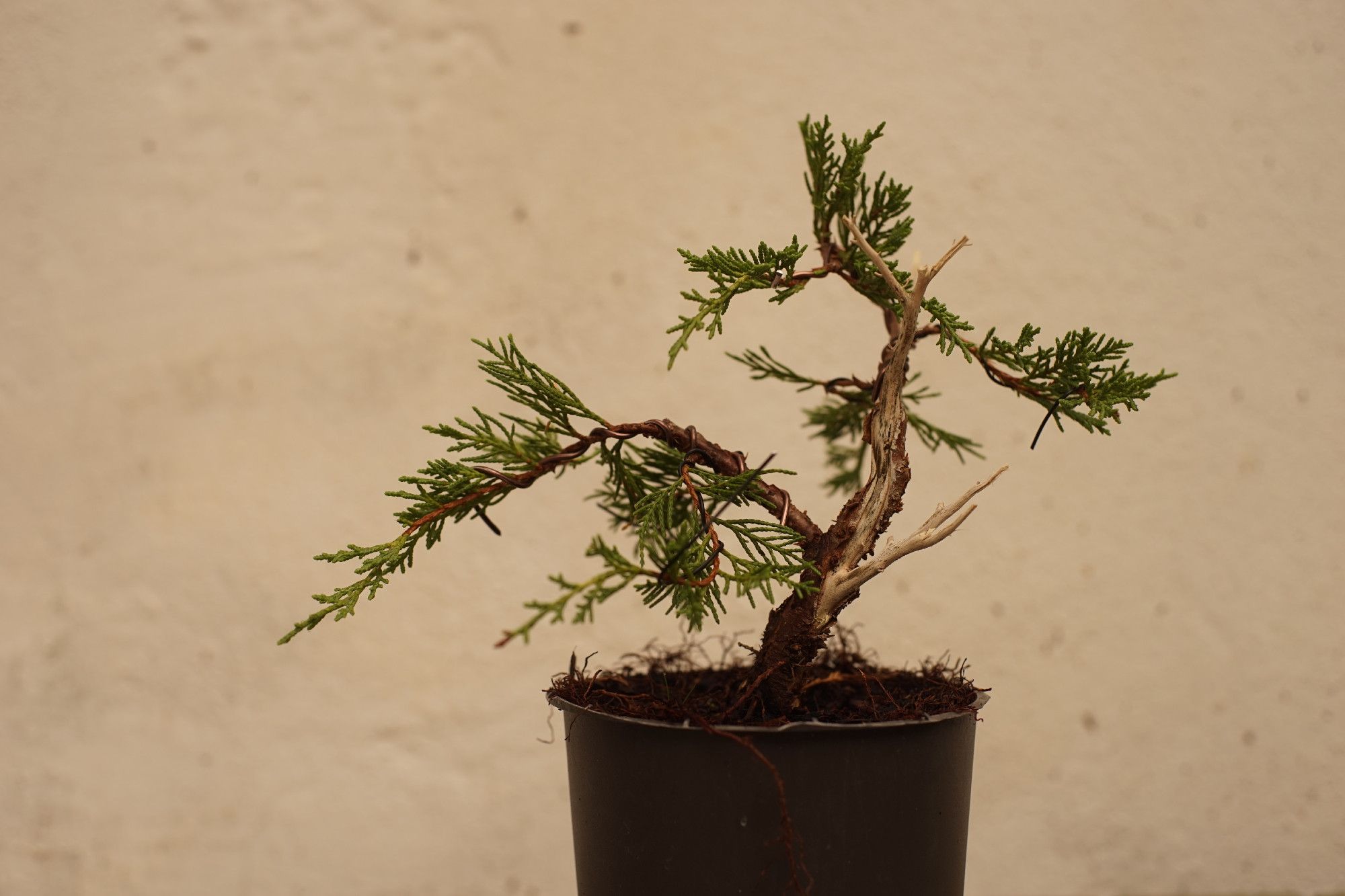 Small chinese juniper (20cm) in a nursery pot, with only 4 branches, a few dead branches and a small shari.