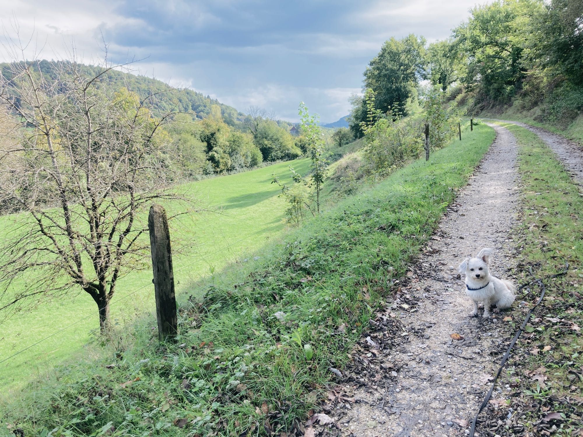 Ein kleiner, heller Hund sitz auf einem hellen Kiesweg. Links vom Weg Sicht auf ein grünes Feld hinunter, dahinter Bäume, unter blauem Himmel mit leichten Wolken.