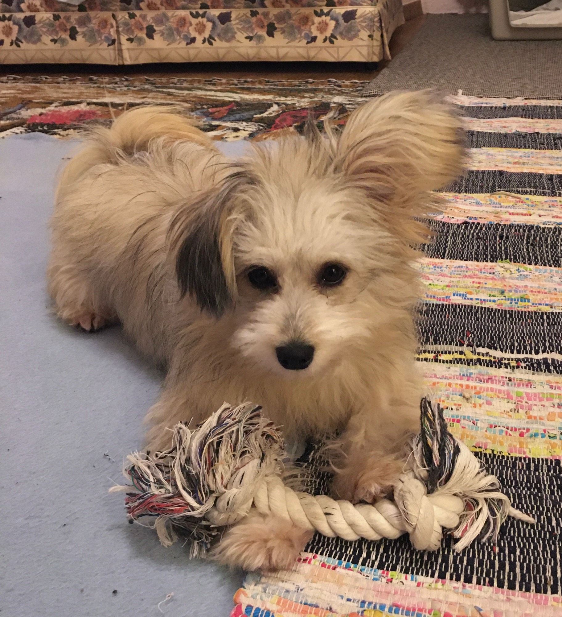 Small dog with light colored long fur. She's facing the camera with a knotted rope toy in front of her.