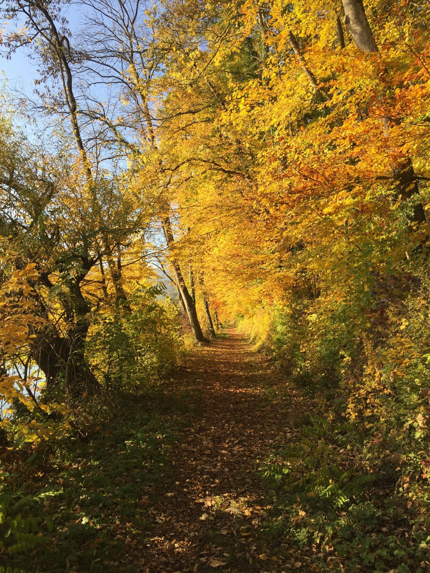 Ein gerader, mit Herbstlaub bedeckter Weg, gesäumt von Bäumen mit im Sonnenschein leuchtenden, goldfarbenen Laub.