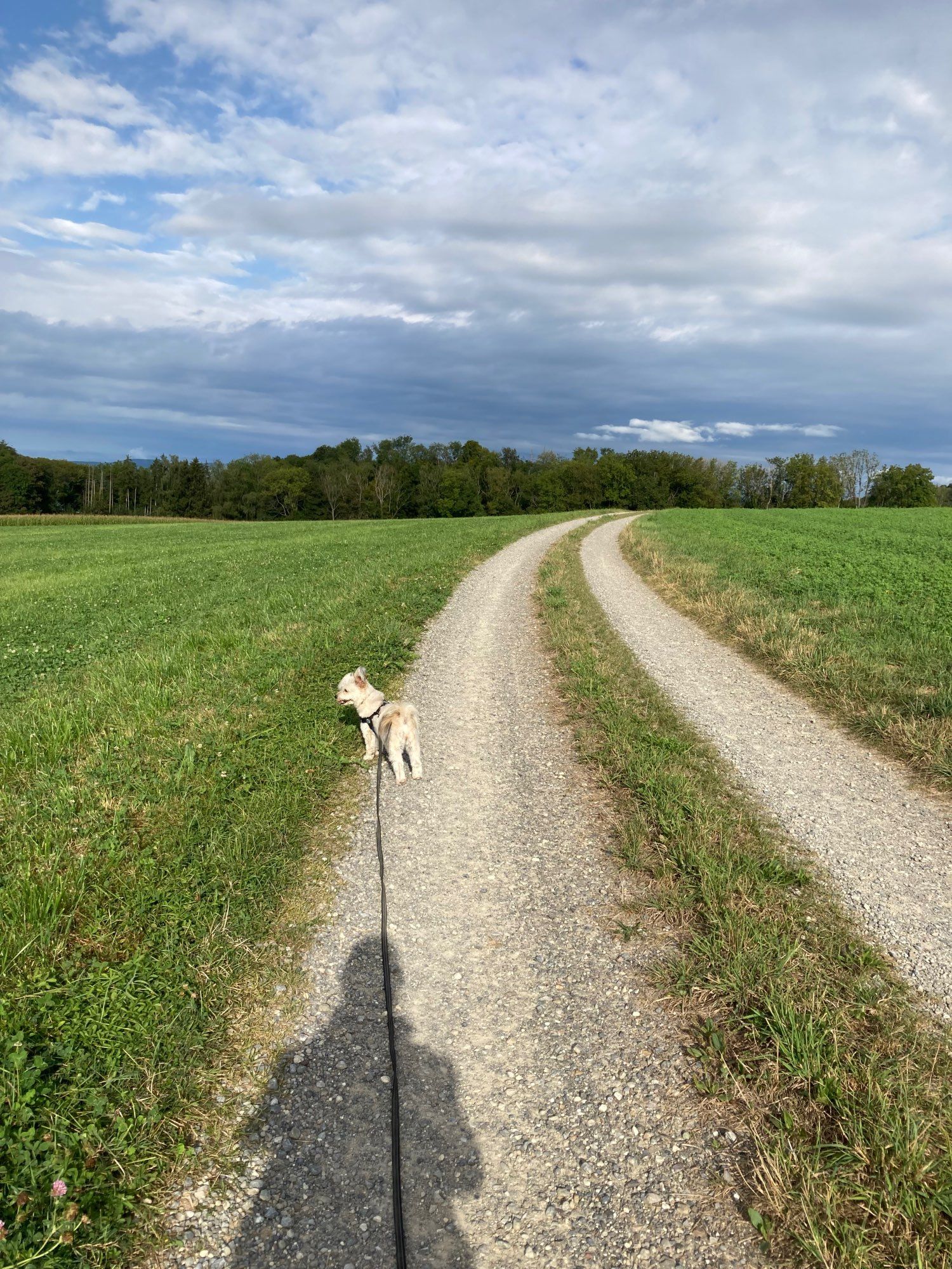 Kiesweg gesäumt von grünen Feldern, am Horizont Wald und Himmel mit Wolken. Ein kleiner, hellfarbener Hund an einer langen Leine welche zum Schatten der fotografierenden Person auf dem Kiesweg führt.