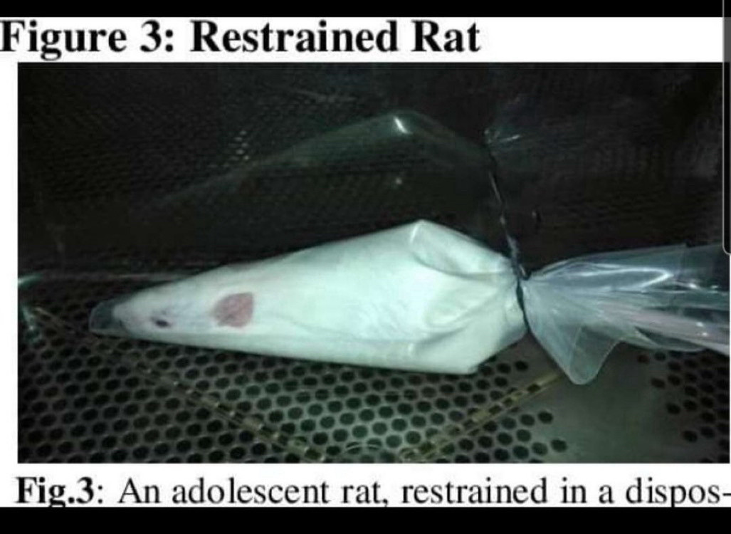 an image of a rat in what i can only describe as a perfectly rat-sized frosting bag