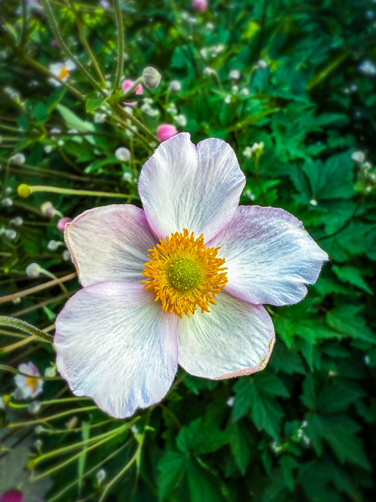 Image of a singular bloom in the foreground with greenery and flowers behind it in the background.