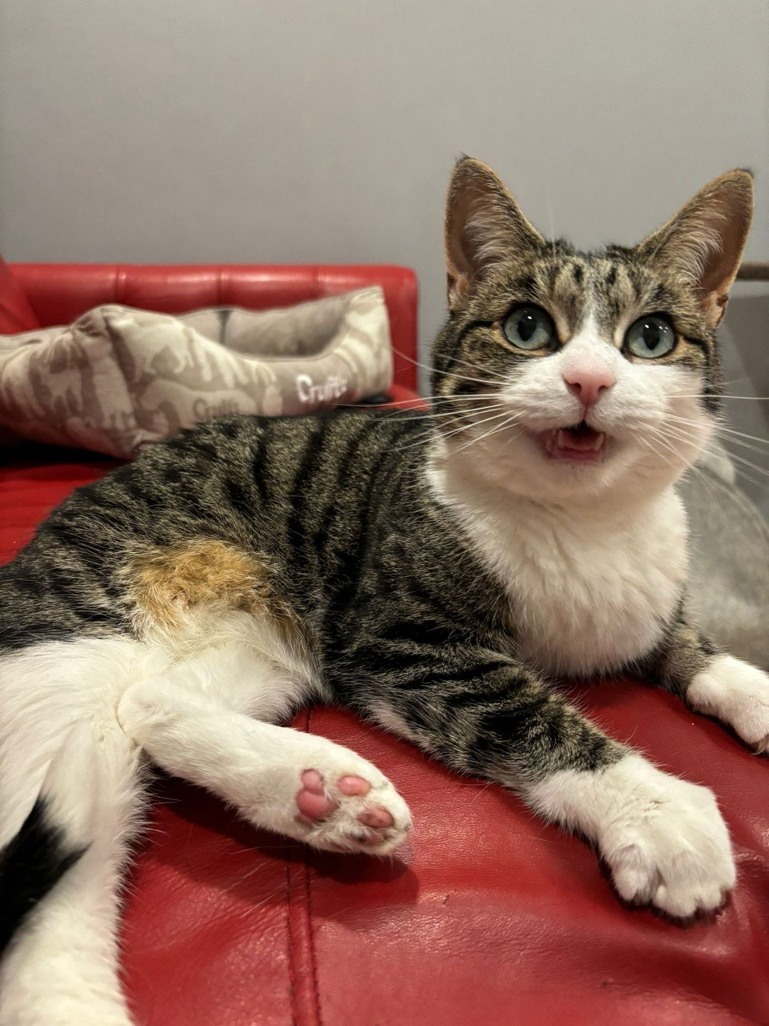 This is Fliss. She’s an 8 year old cat. She’s lying on a red leather sofa and smiling happily.