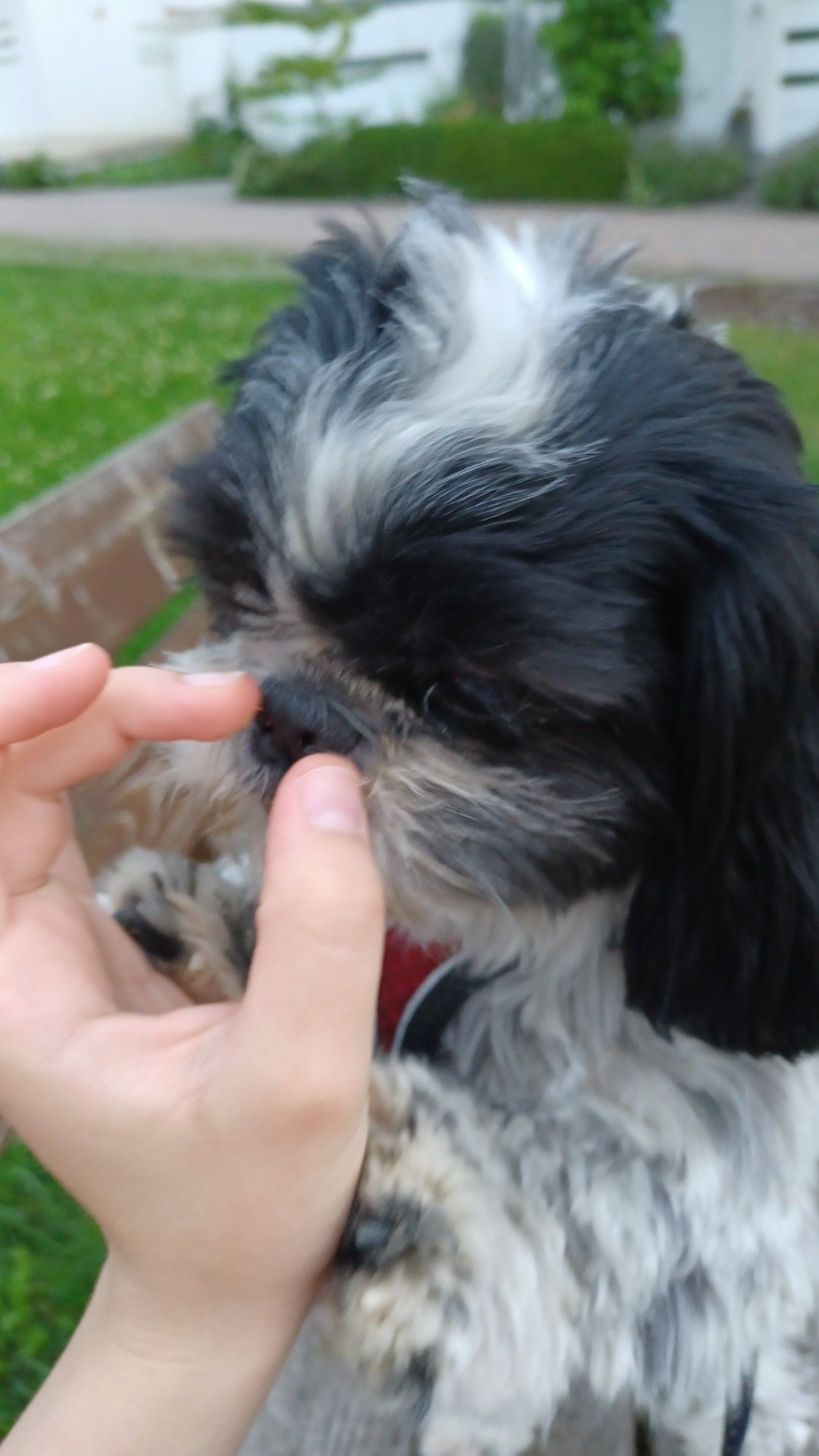 A small, black and white dog is sniffing the hand of its owner. It just ate a treat and is trying to lick some left over crumbs off the owners fingers while resting its front paws on their arm. They are outside, sitting on a bench located on a grassy patch. You can make out a rural area in the background.