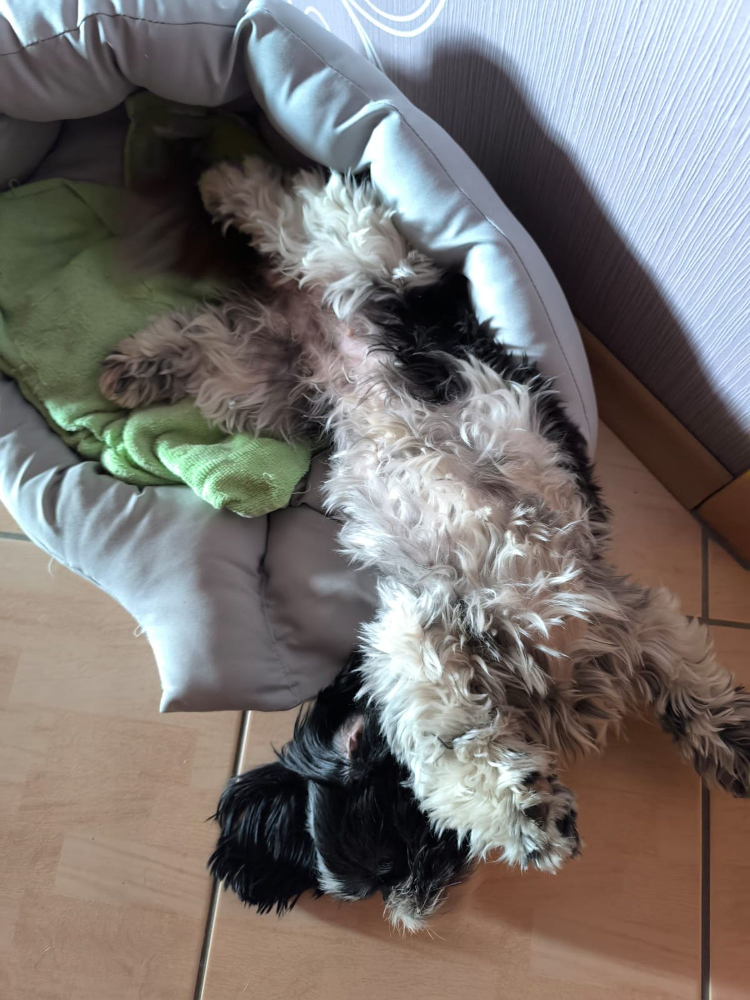 A fluffy, black and white dog sleeping in a funny-looking position: Its butt and hind legs are snugly tucked in the dog's bed, while the rest of its body hangs over the bed on a tile floor. Its position resembles a corkscrew, belly-up with the front and hind paws pointing at different directions and the head nodding off to the side. The dog seems to be having a wonderful nap.