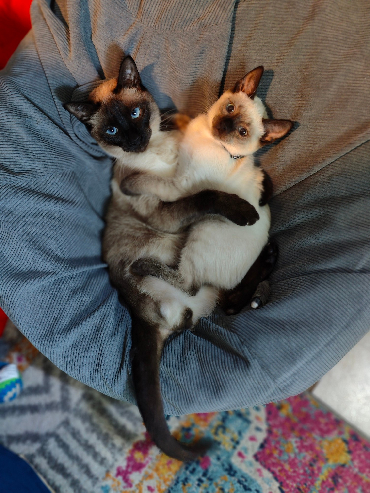 A 3 legged Siamese cat and a white Siamese kitten wrestling 
