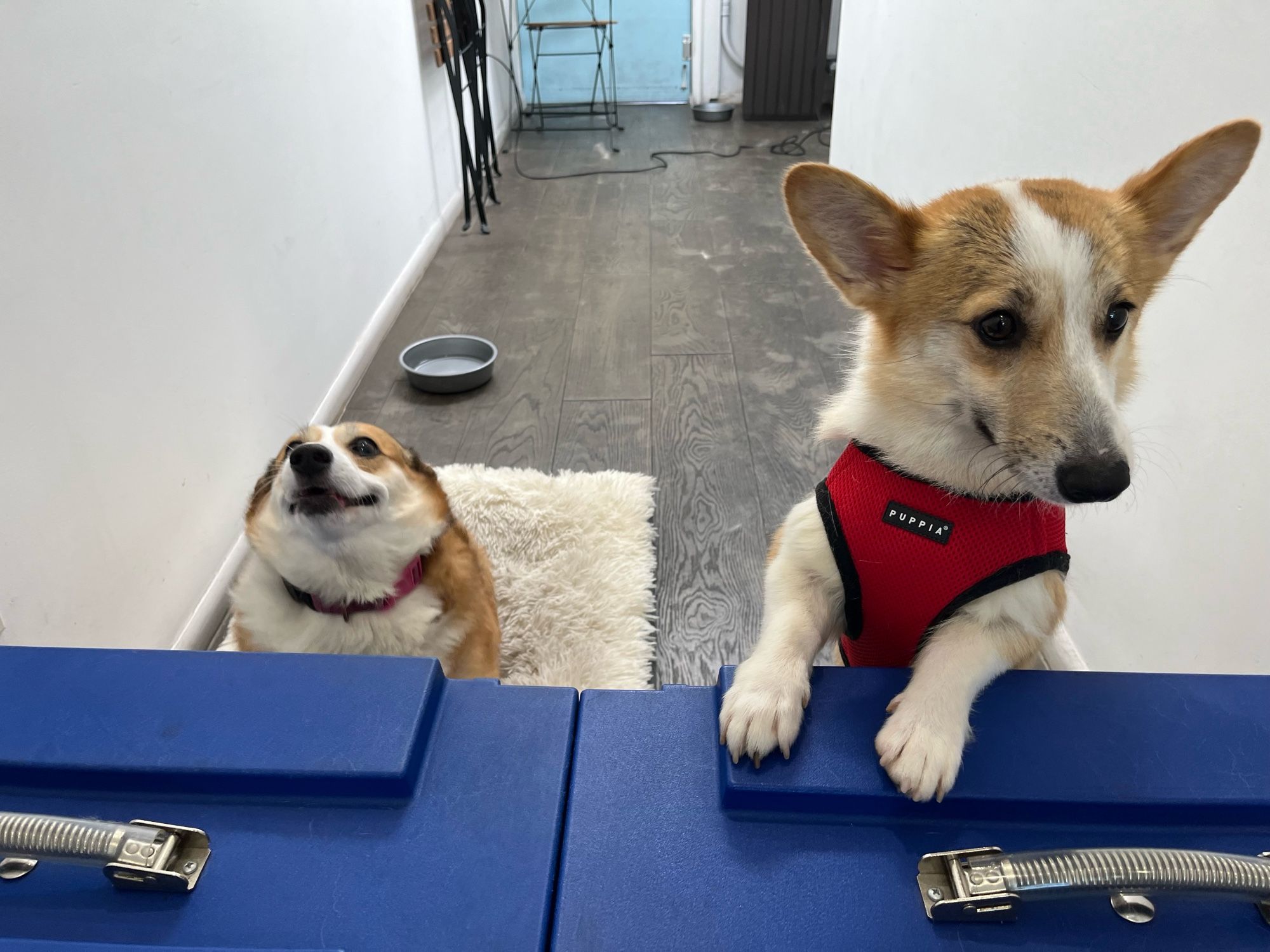 Photo of two corgis. One is standing on their hind legs with their front paws resting on a large blue barrier. The other corgi, Chimichurri, has a really derpy look on her face with her head pulled back into her absolute unit of a body.