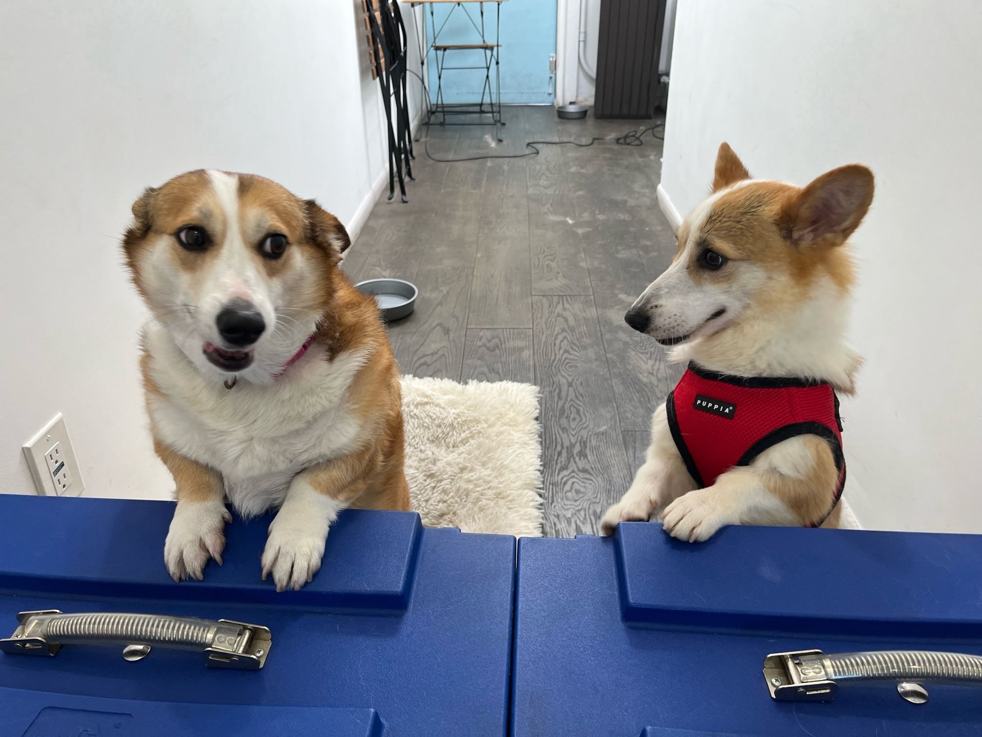 Photo of two corgis standing on their hind legs with their front paws resting on a large blue barrier. The corgi on the left, Chimichurri, looks a bit skeptically at the smaller corgi on the right, Churasco.