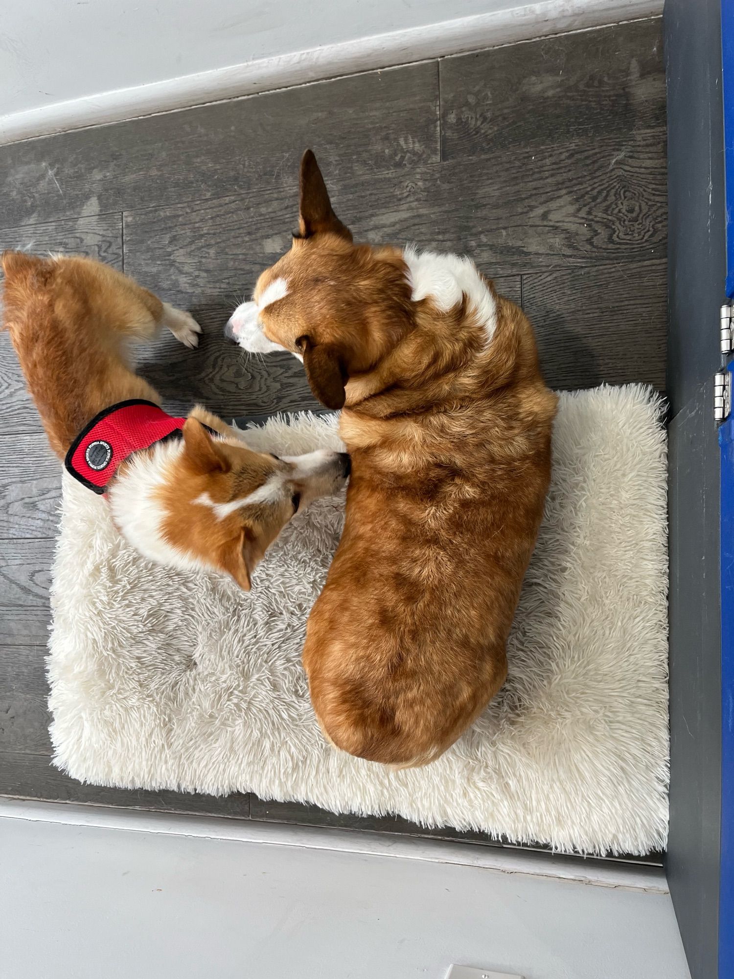 Photo from above of the two corgis showing how chimicchurri is an absolute unit and churasco is a small boy.