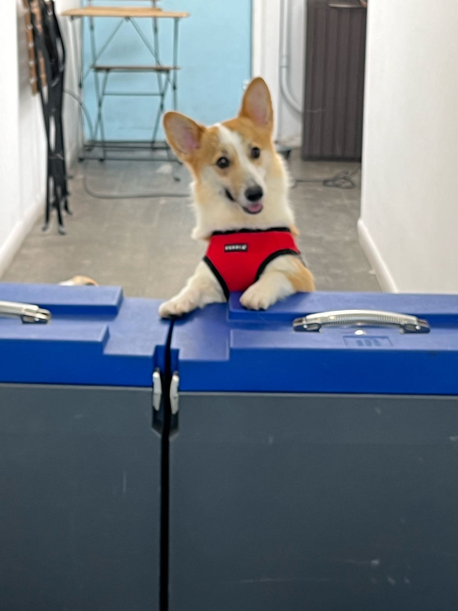 Photo of a happy looking corgi on its hind legs with front paws resting on a blue barrier.